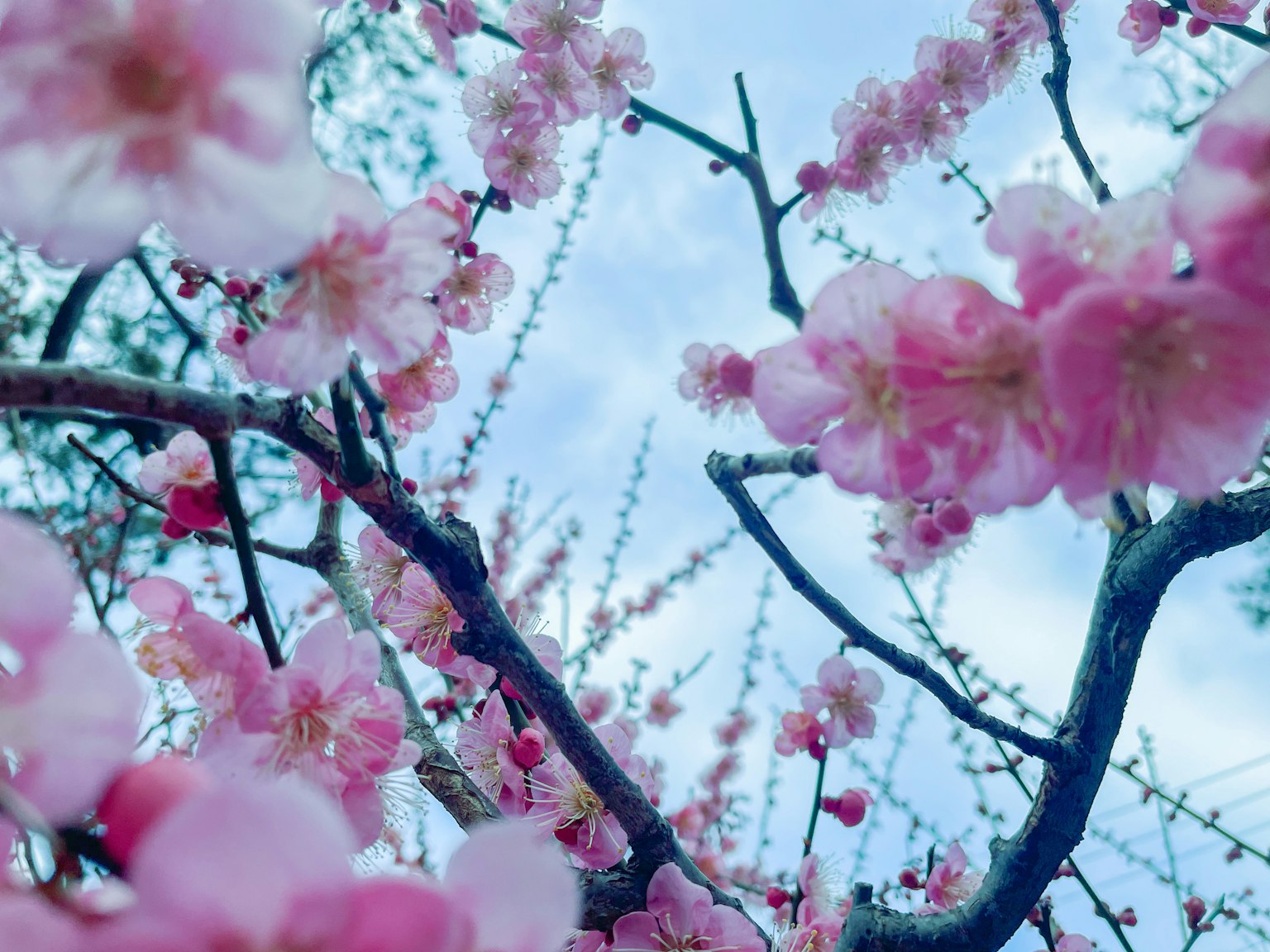 Fiori rosa e rami contro un cielo blu