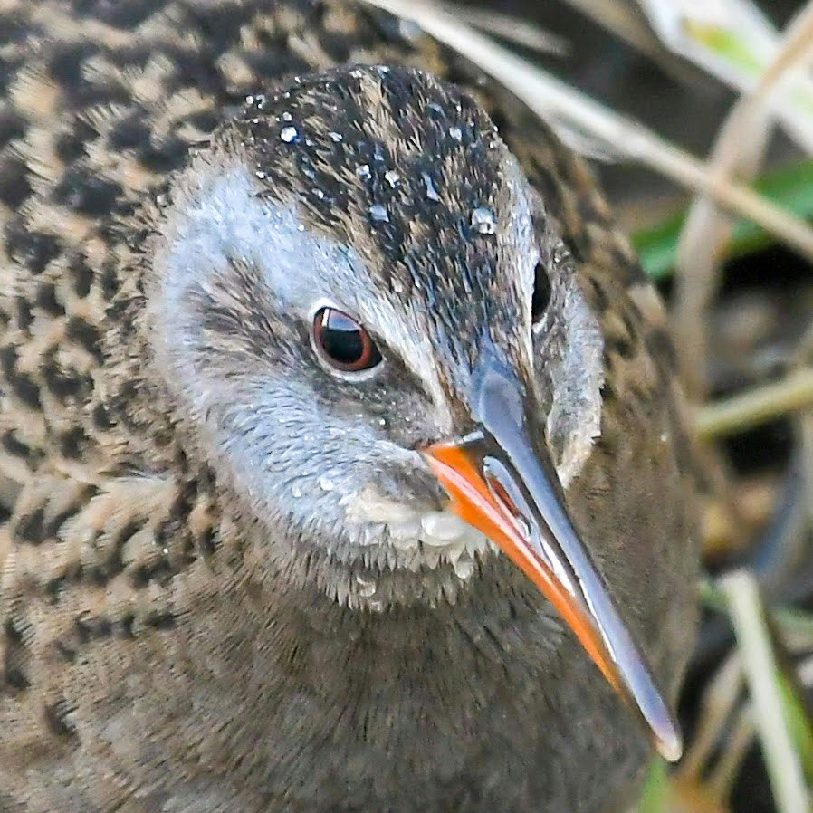 くちばしを見せる鳥のアップ画像