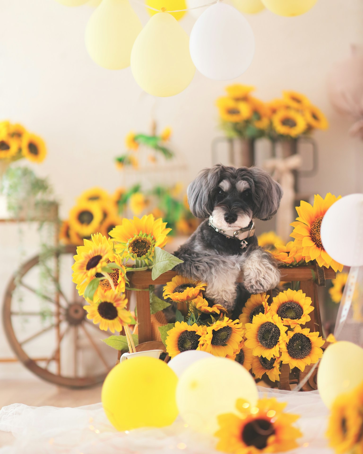 Hund umgeben von Sonnenblumen und Luftballons