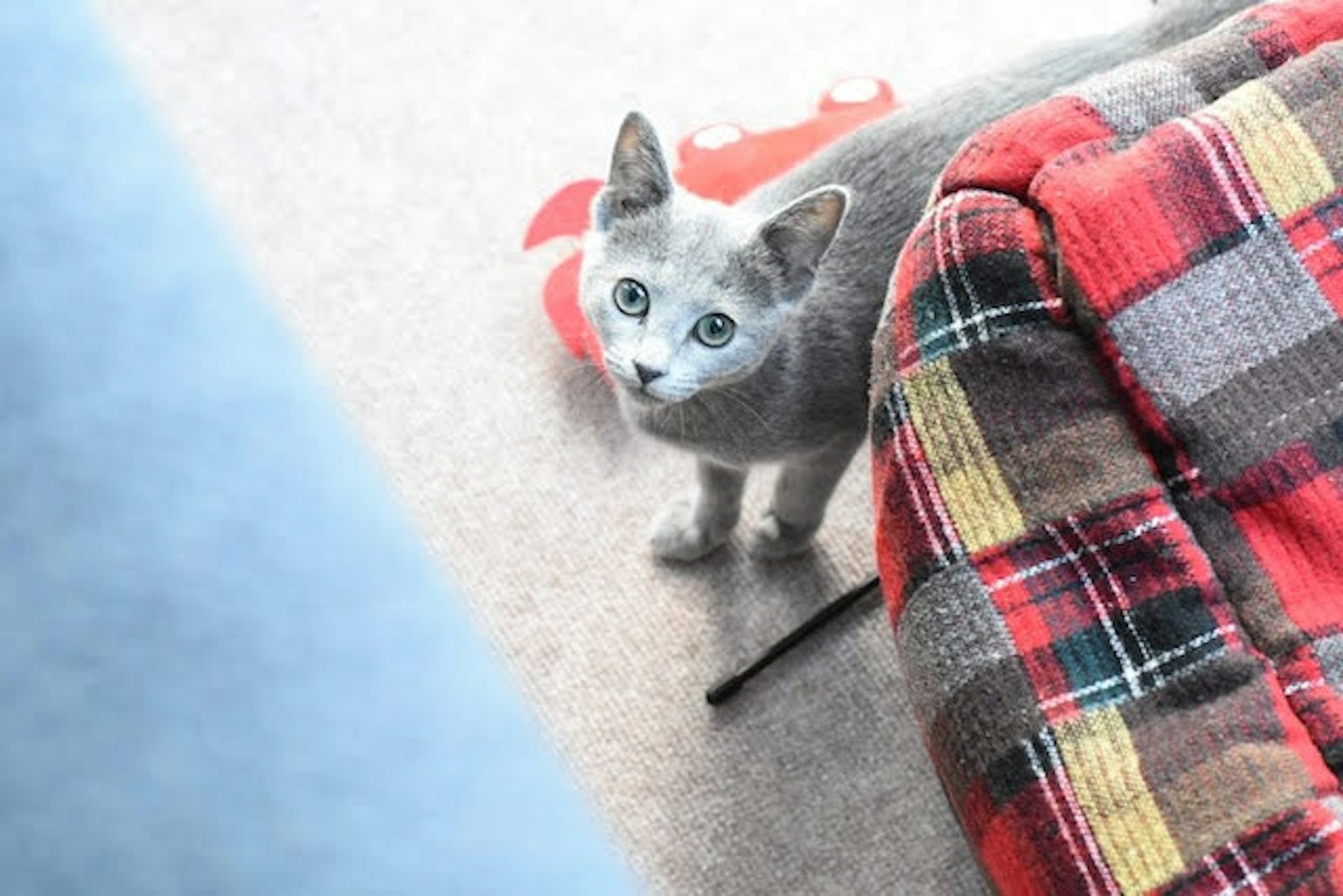 Gatto grigio seduto sul tappeto vicino a una coperta colorata