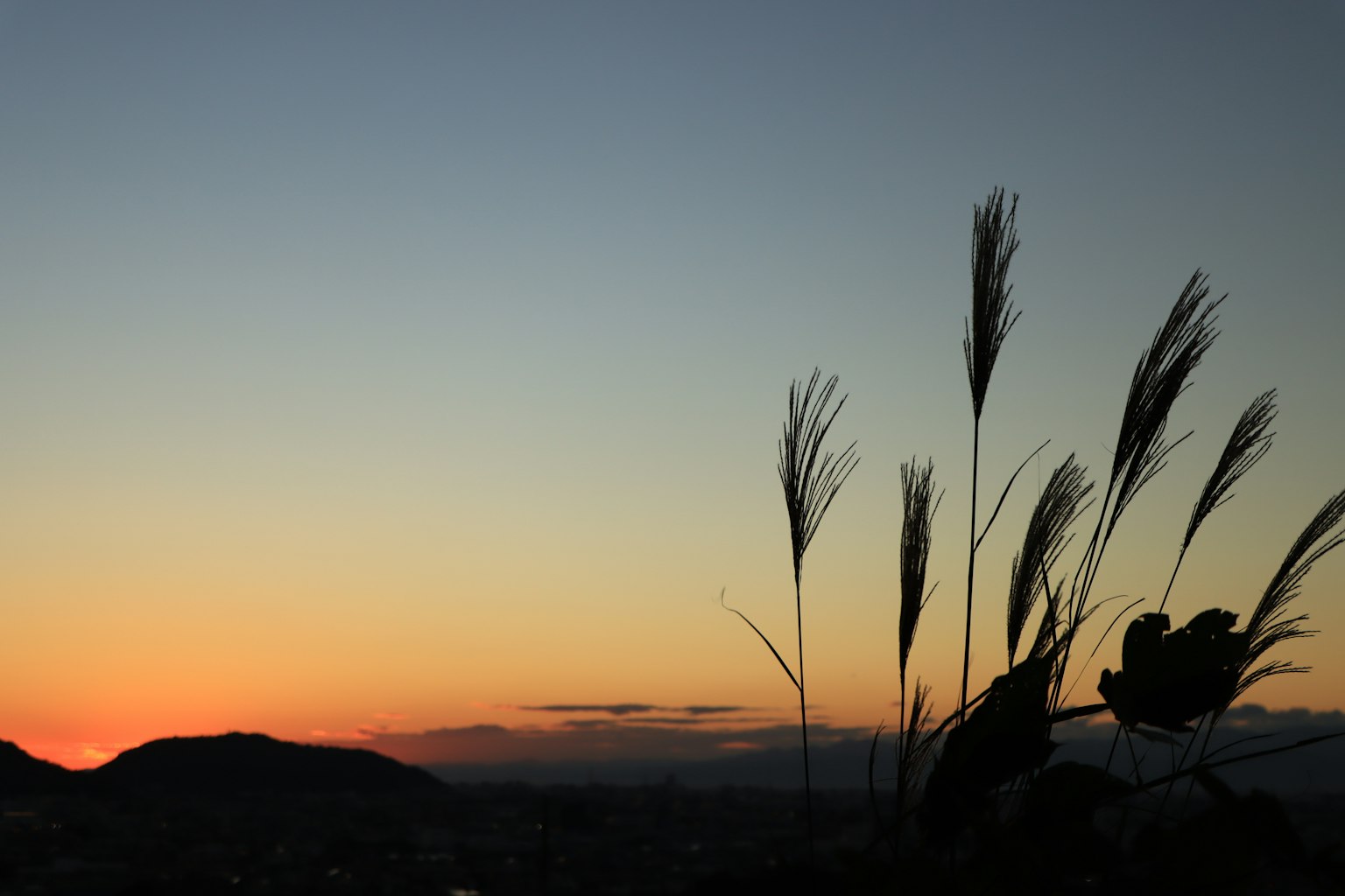 色彩斑斓的夕阳下草的轮廓