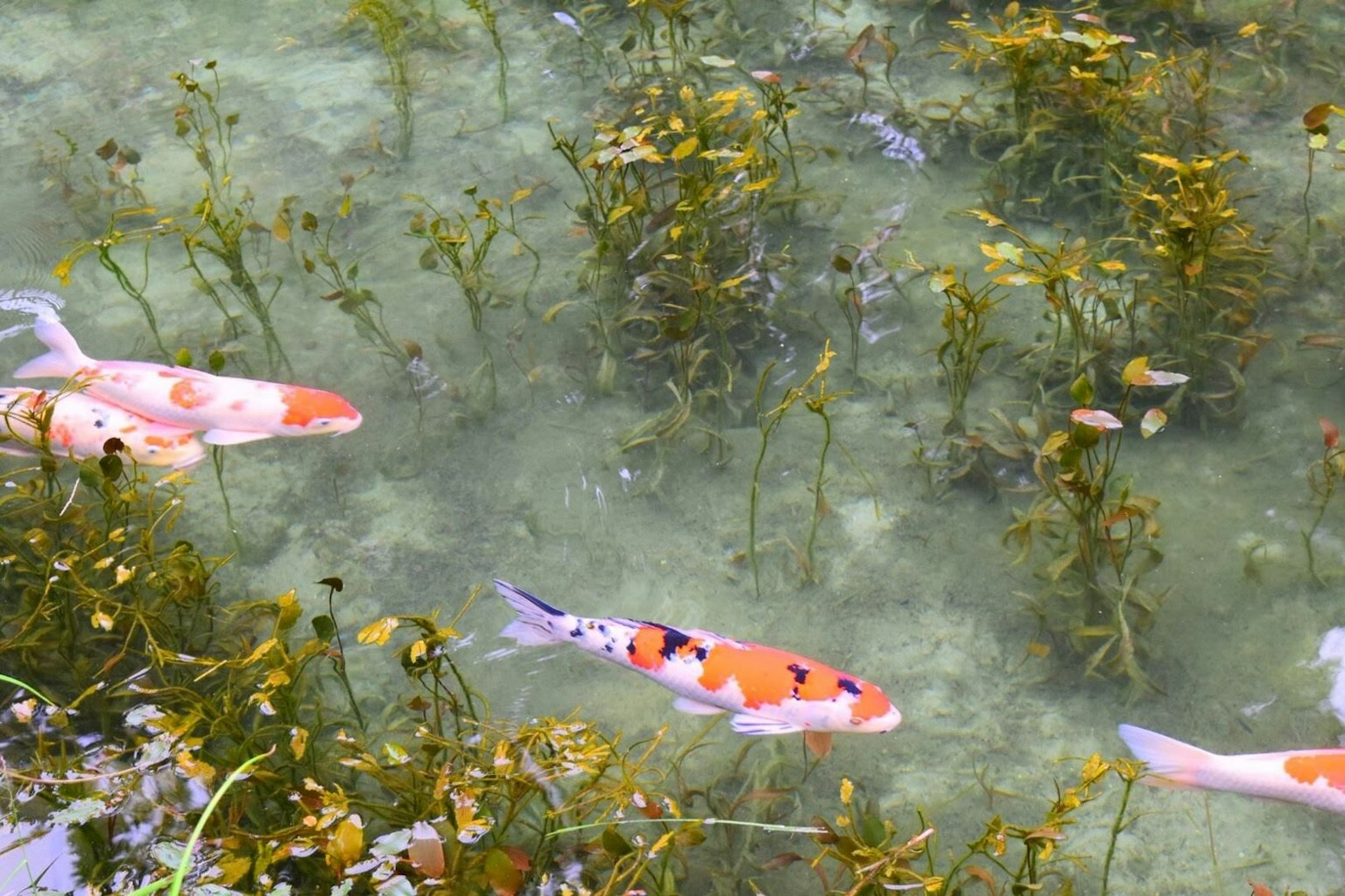 Pesci koi che nuotano in acqua chiara tra le piante acquatiche
