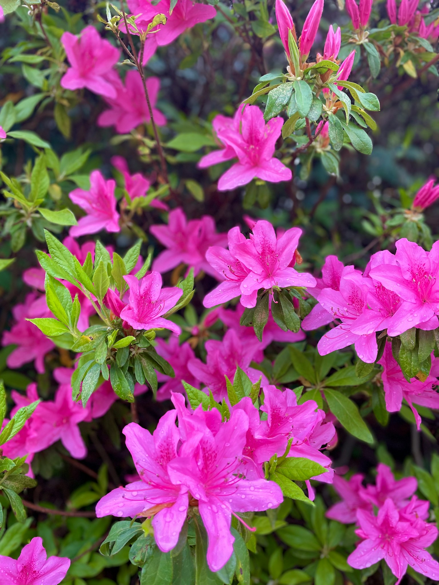 Fiori di azalea rosa vivaci che sbocciano su uno sfondo di foglie verdi