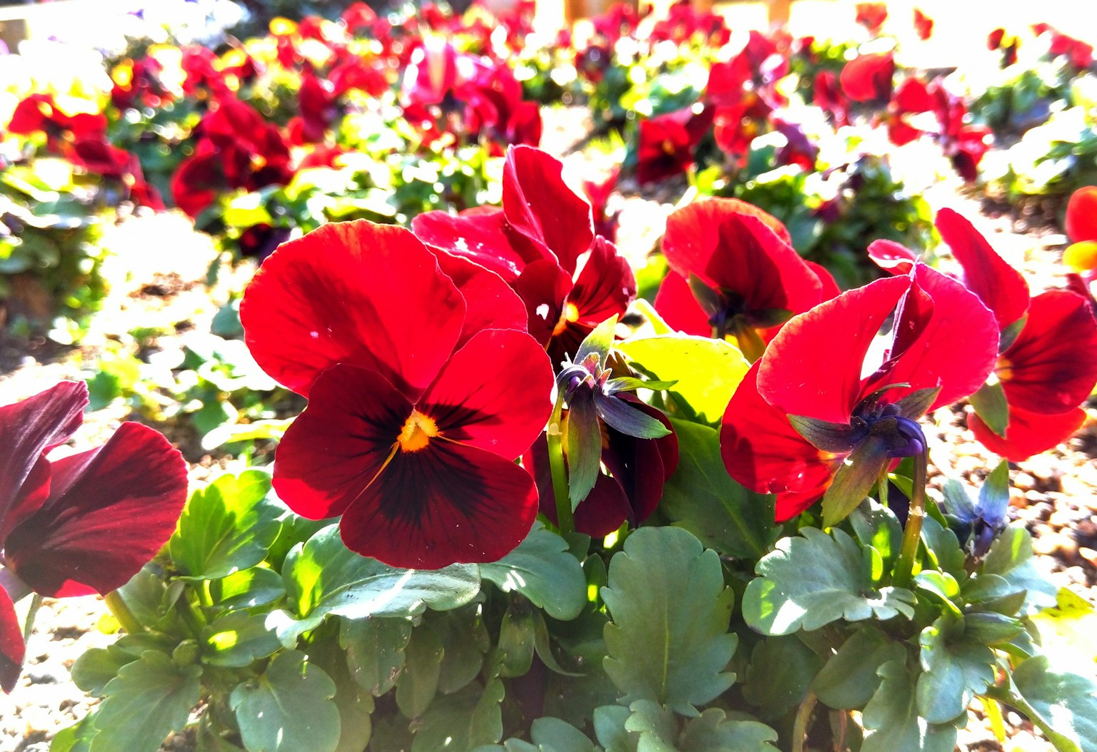 Lebendige rote Stiefmütterchenblüten in einem Garten