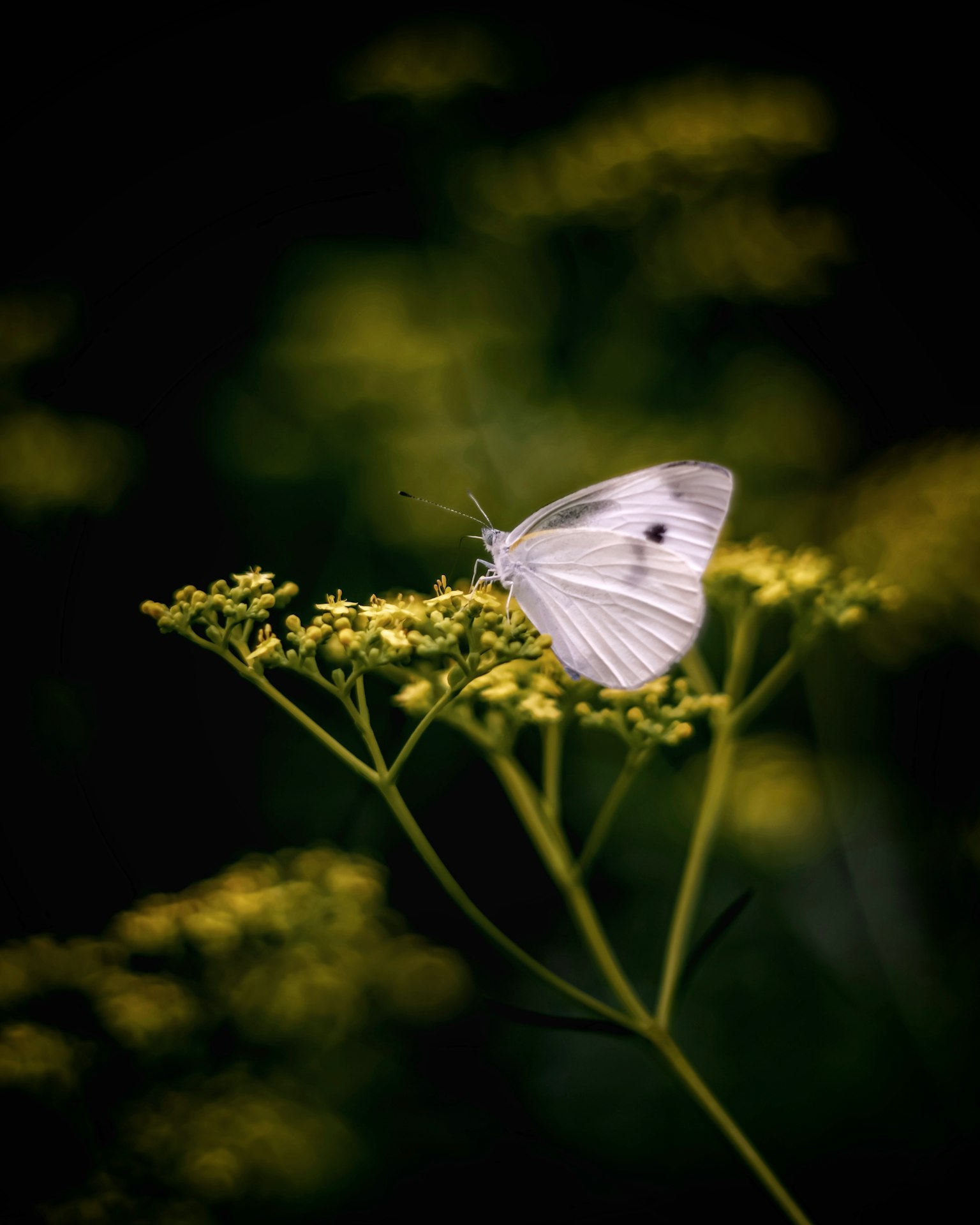 Ein weißer Schmetterling, der auf gelben Blumen sitzt