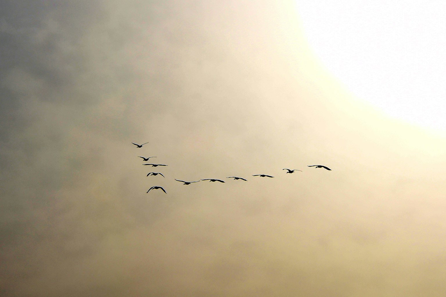 Un grupo de aves volando en formación en V bajo la luz del sol