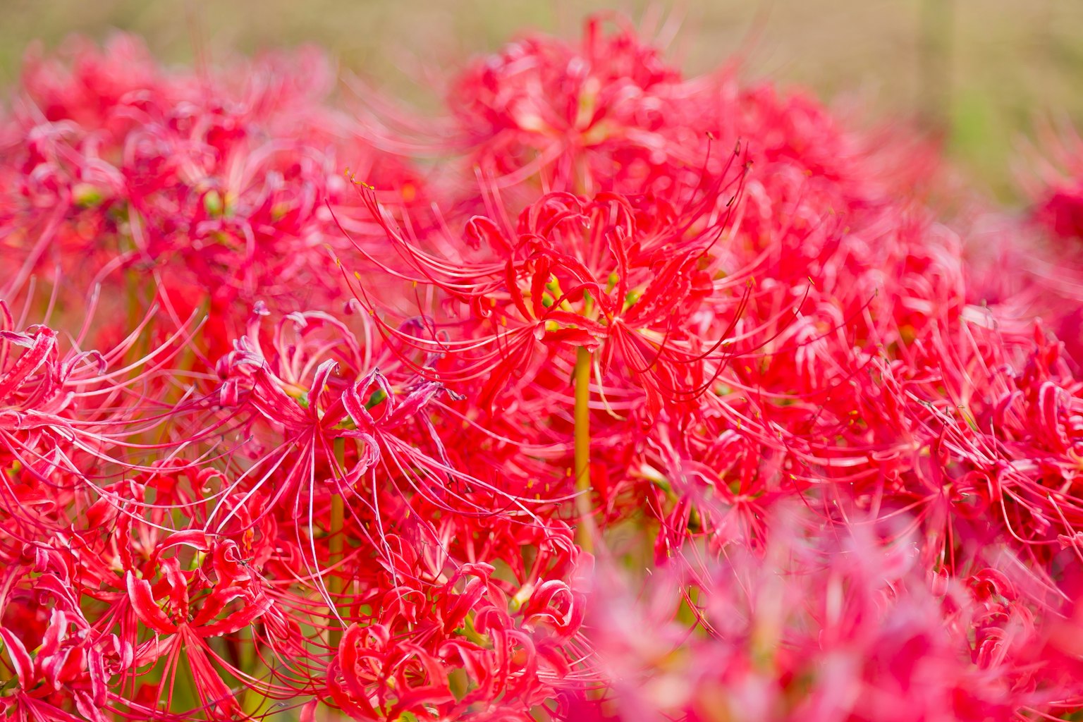 Ein lebendiger Cluster roter Spinnenlilien in Blüte