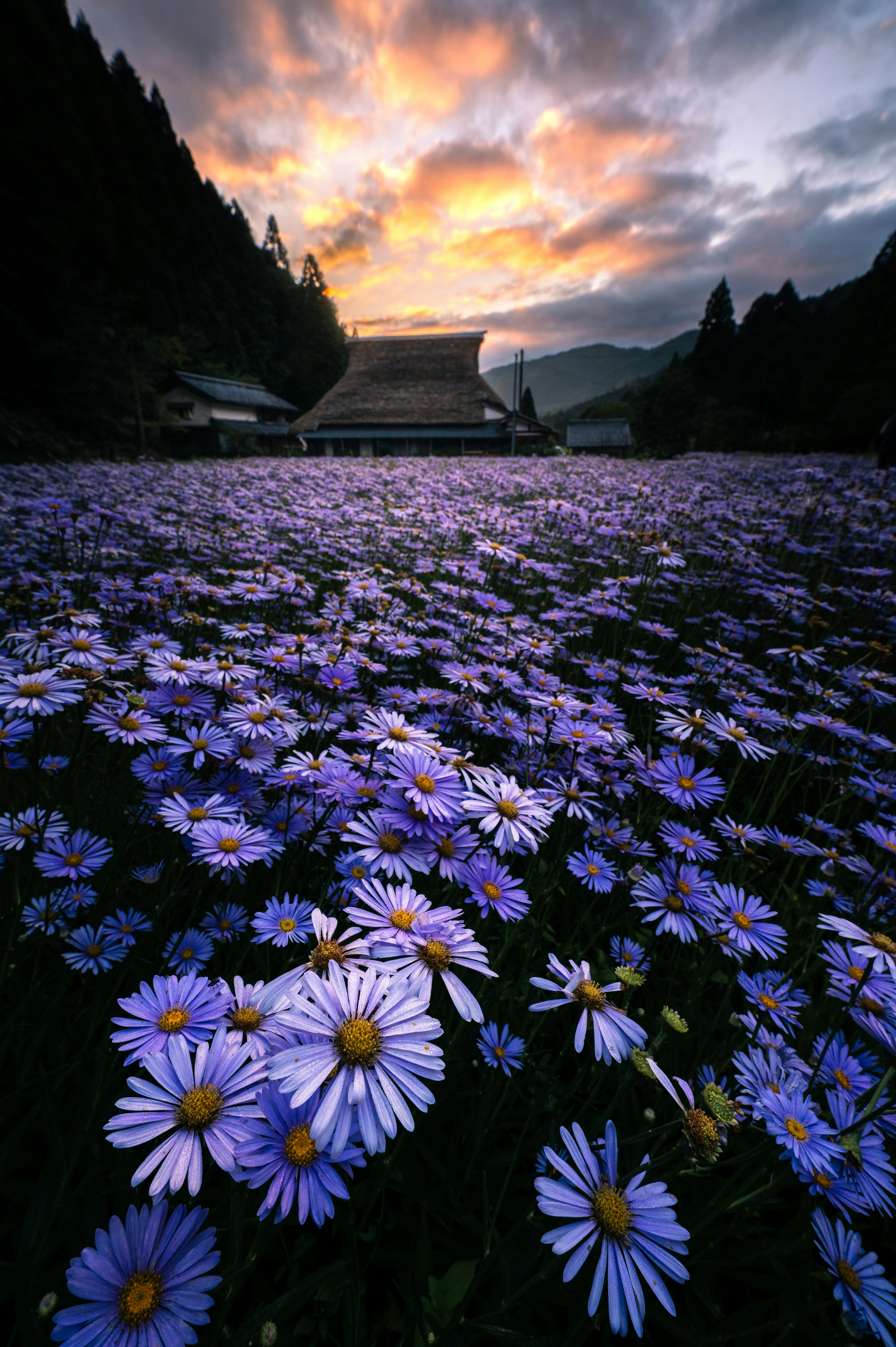 夕焼け空の下で咲き広がる青い花畑と山並みの風景