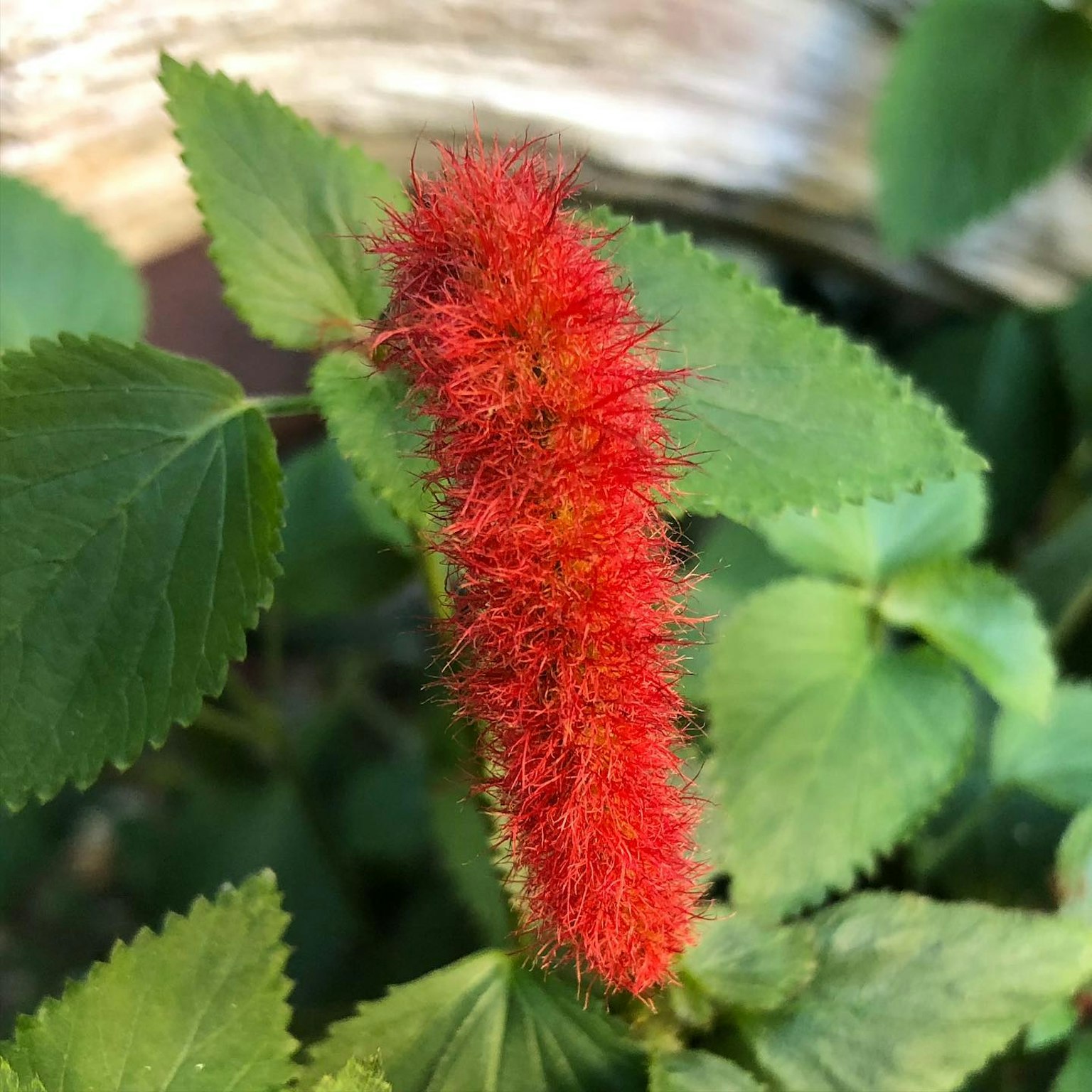 鲜艳的红色花穗环绕着绿色叶子