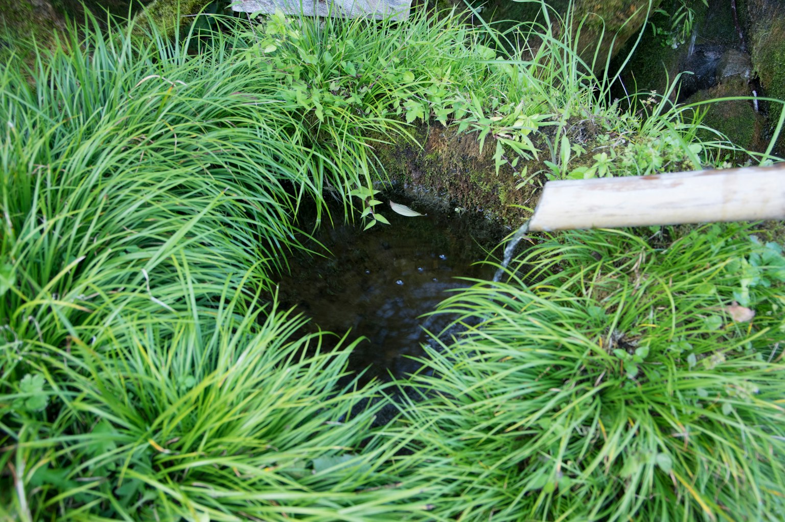 Eine ruhige Gartenszene mit fließendem Wasser und üppigem grünem Gras