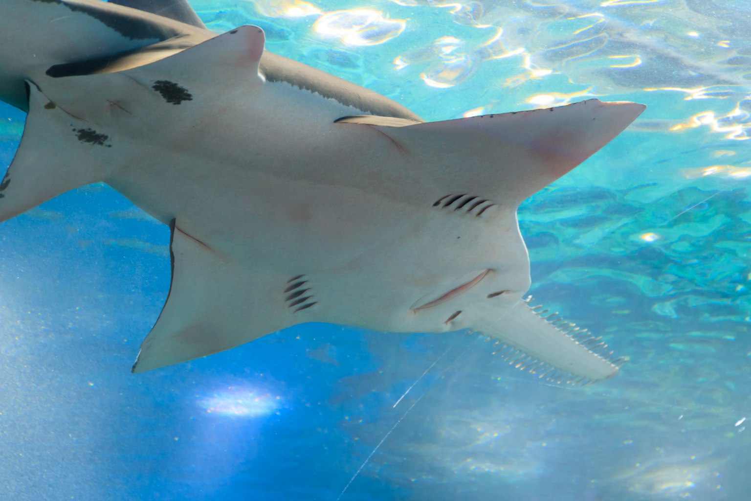 Vue sous-marine d'un requin nageant