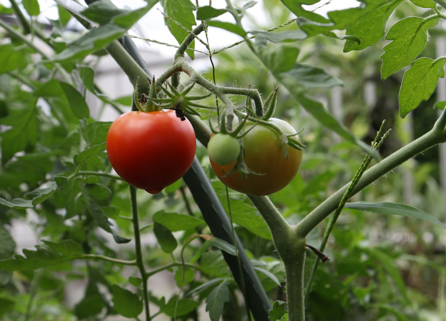 Un ramo con un pomodoro rosso maturo e un pomodoro verde immaturo che cresce tra le foglie