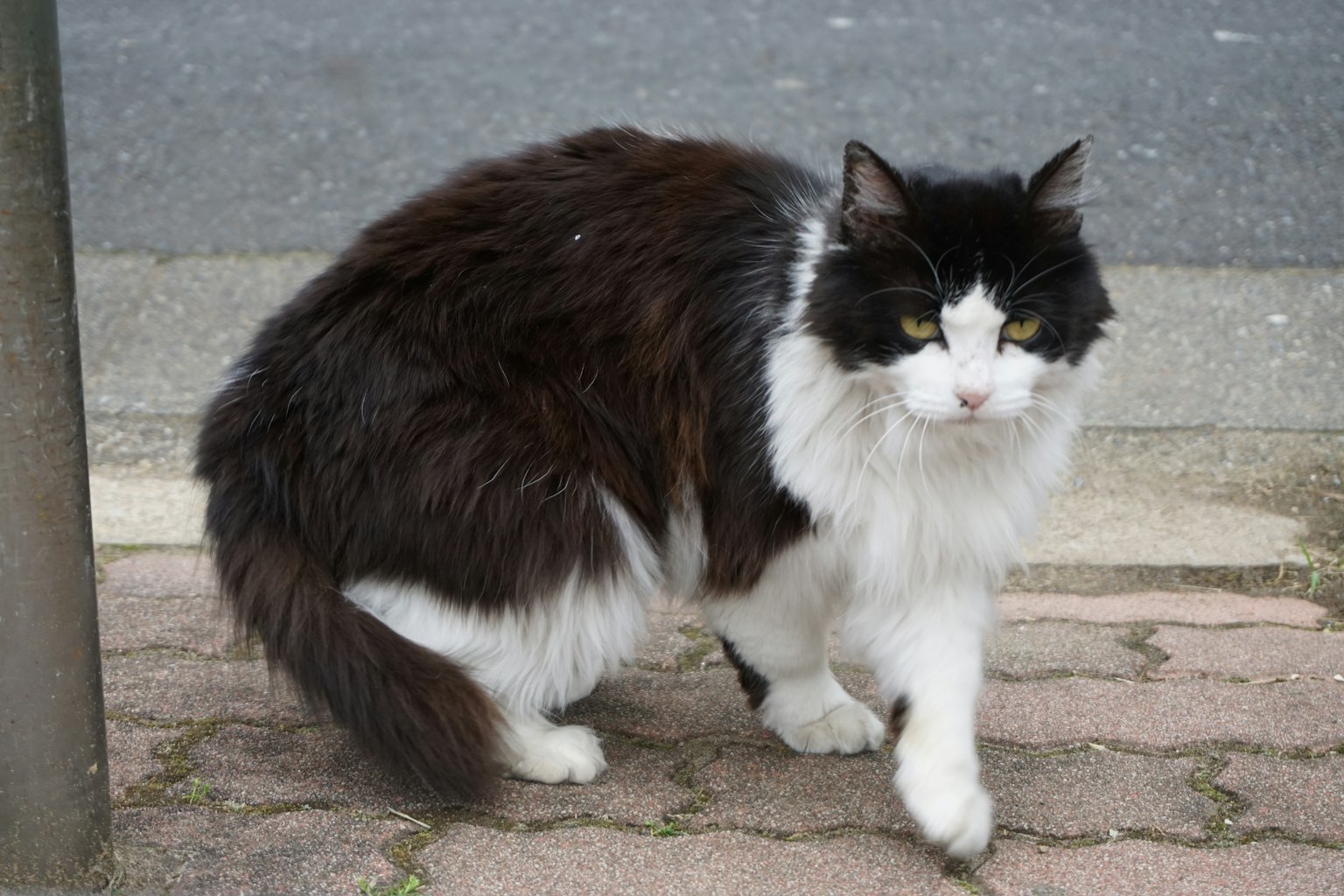 Kucing hitam dan putih berjalan di jalur batu