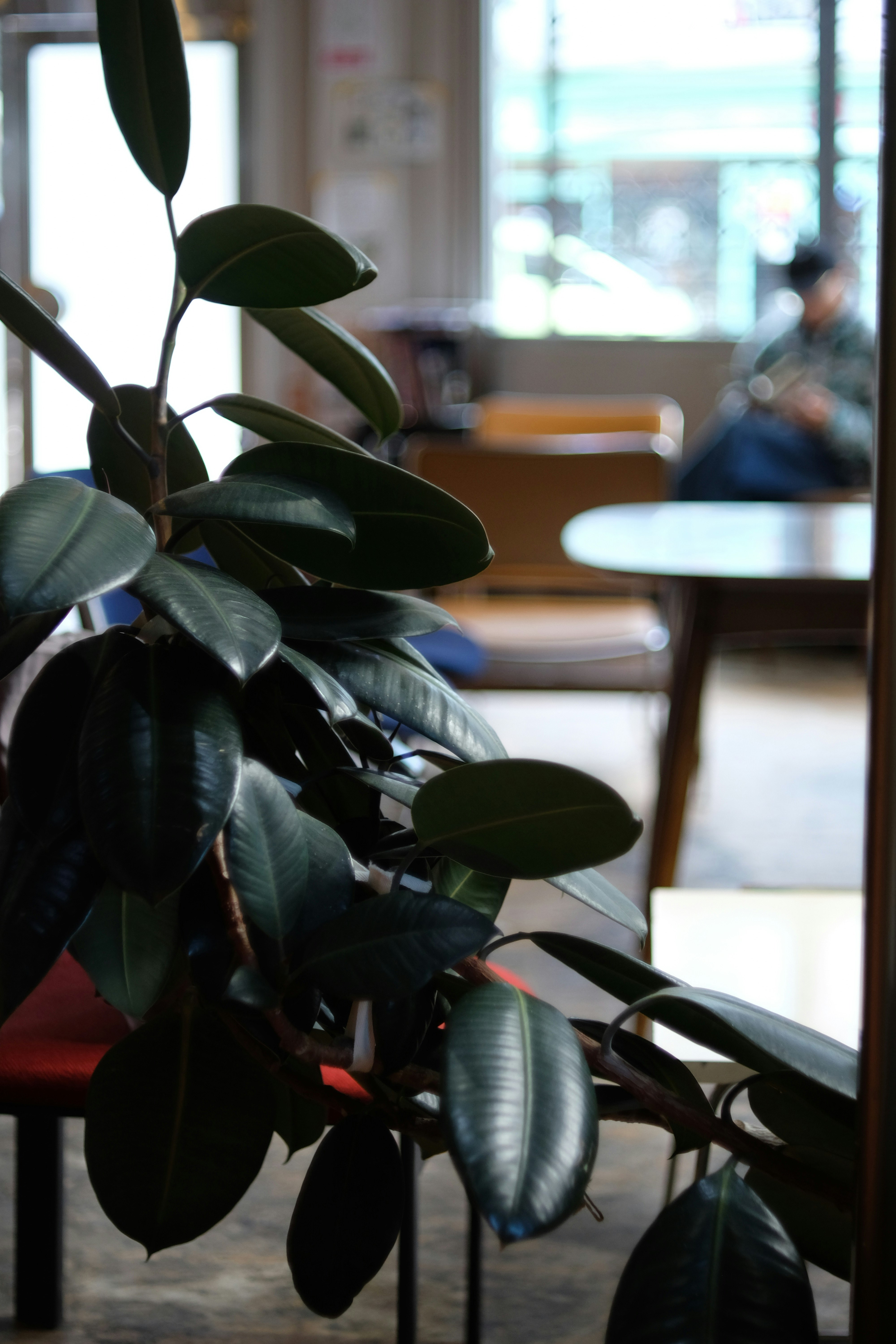 店内の観葉植物とカフェの席