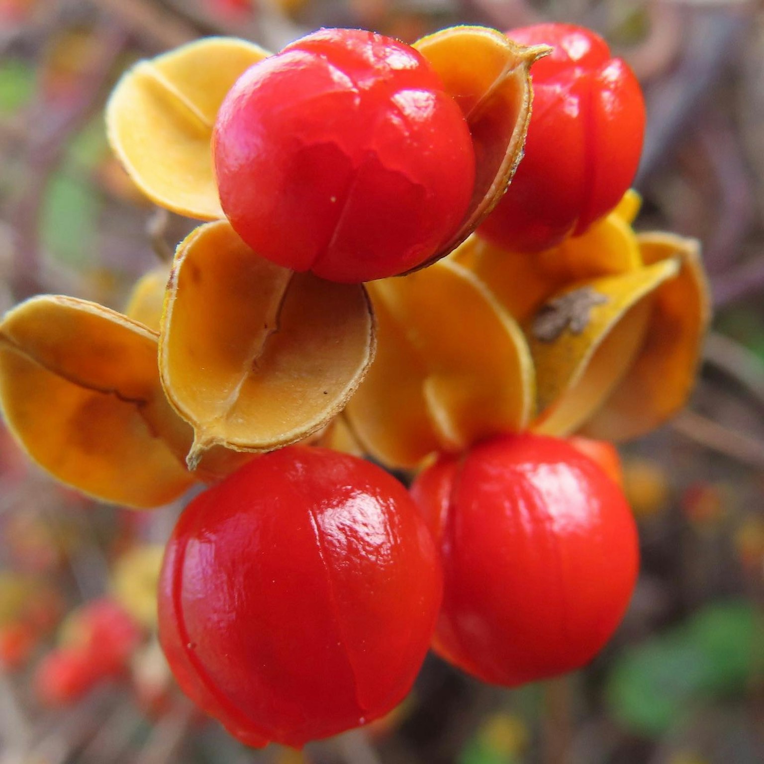 植物上鮮豔紅色漿果和黃色莢的特寫