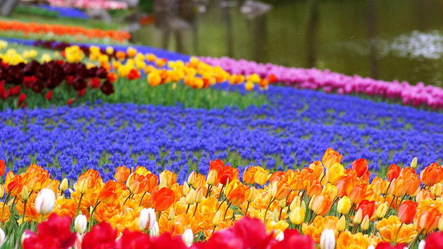 Giardino fiorito vibrante con tulipani e fiori colorati