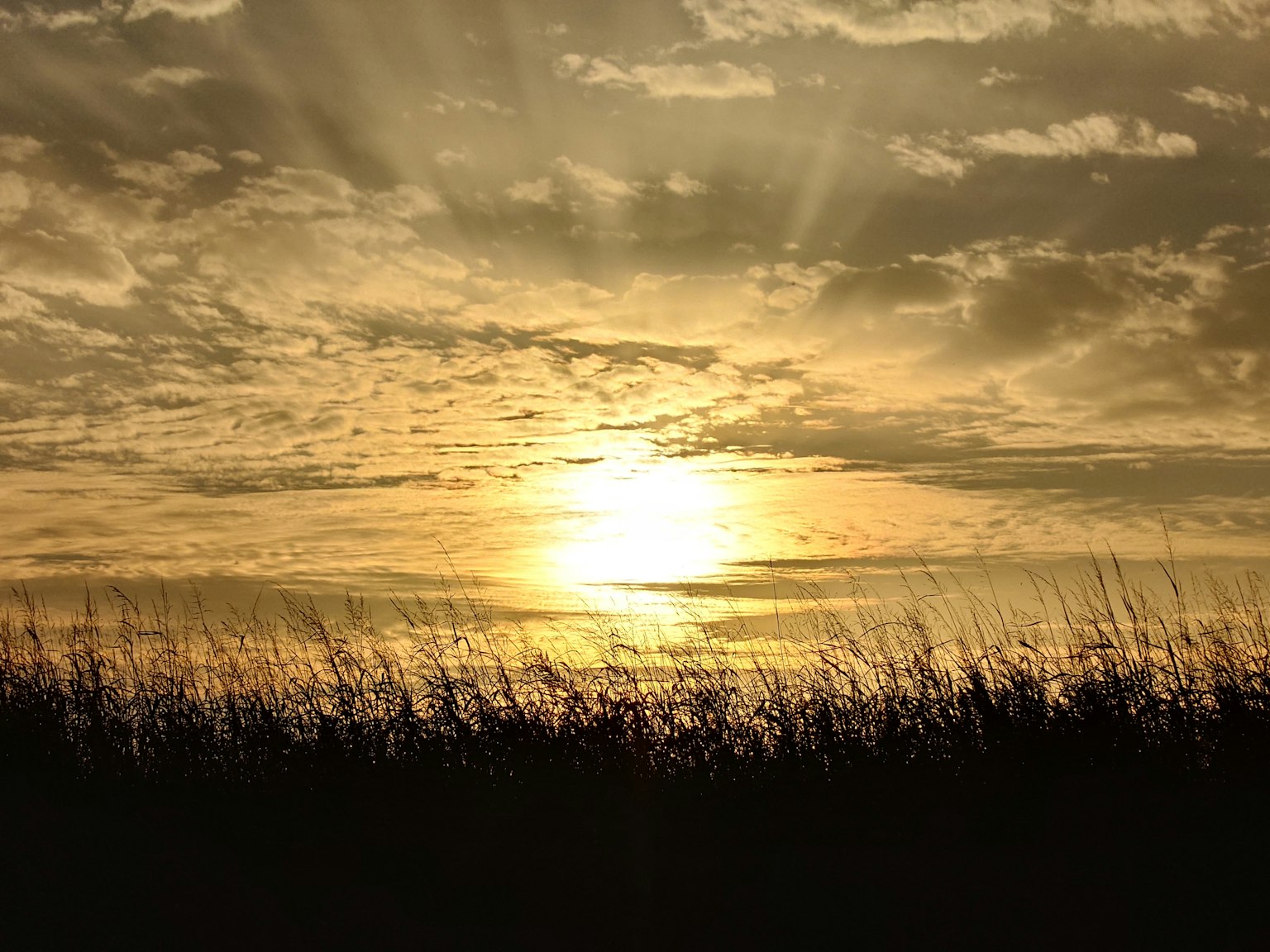 夕日が雲の間から差し込む美しい風景とシルエットの草