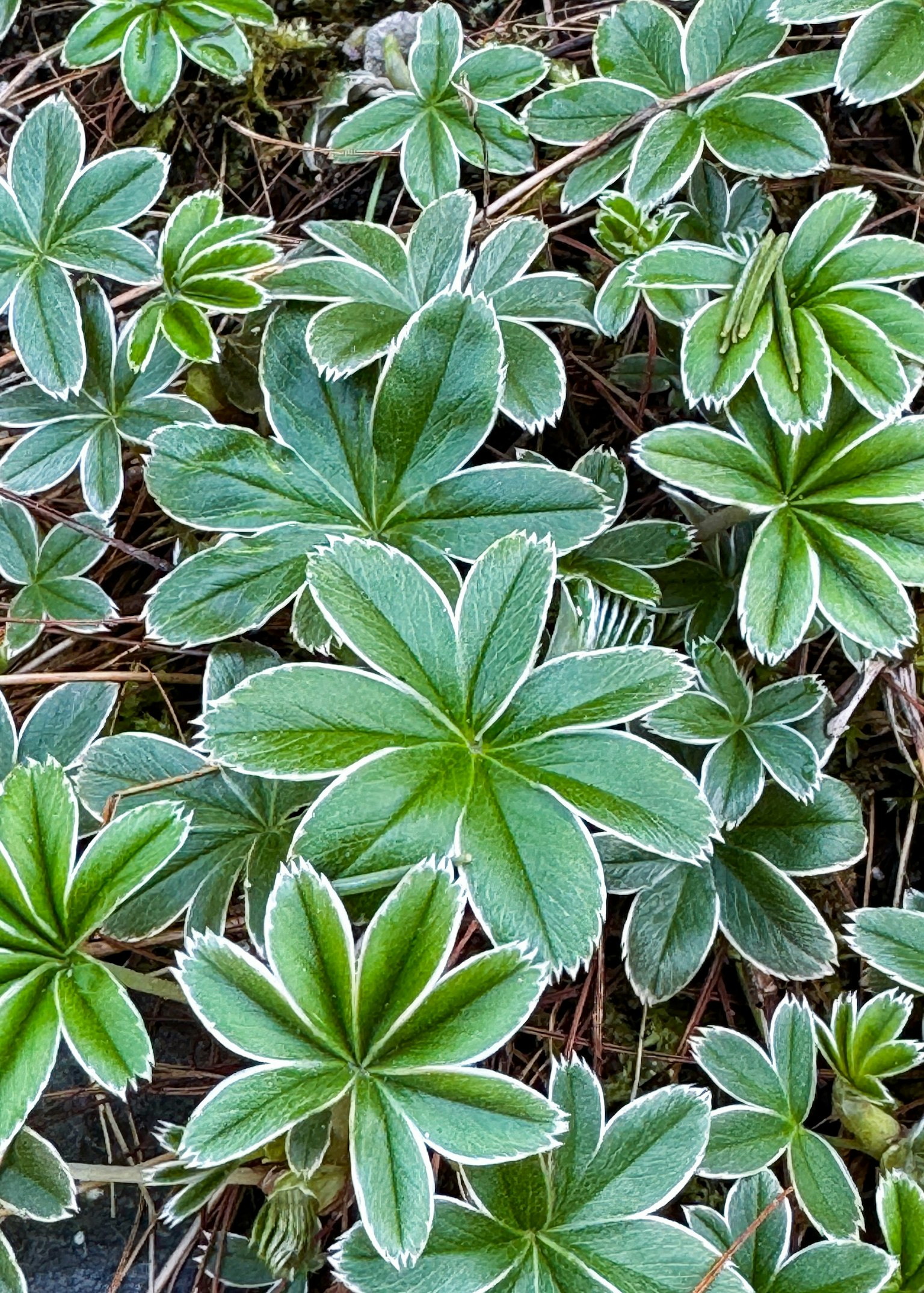 特写图像，展示具有独特绿色叶子的植物
