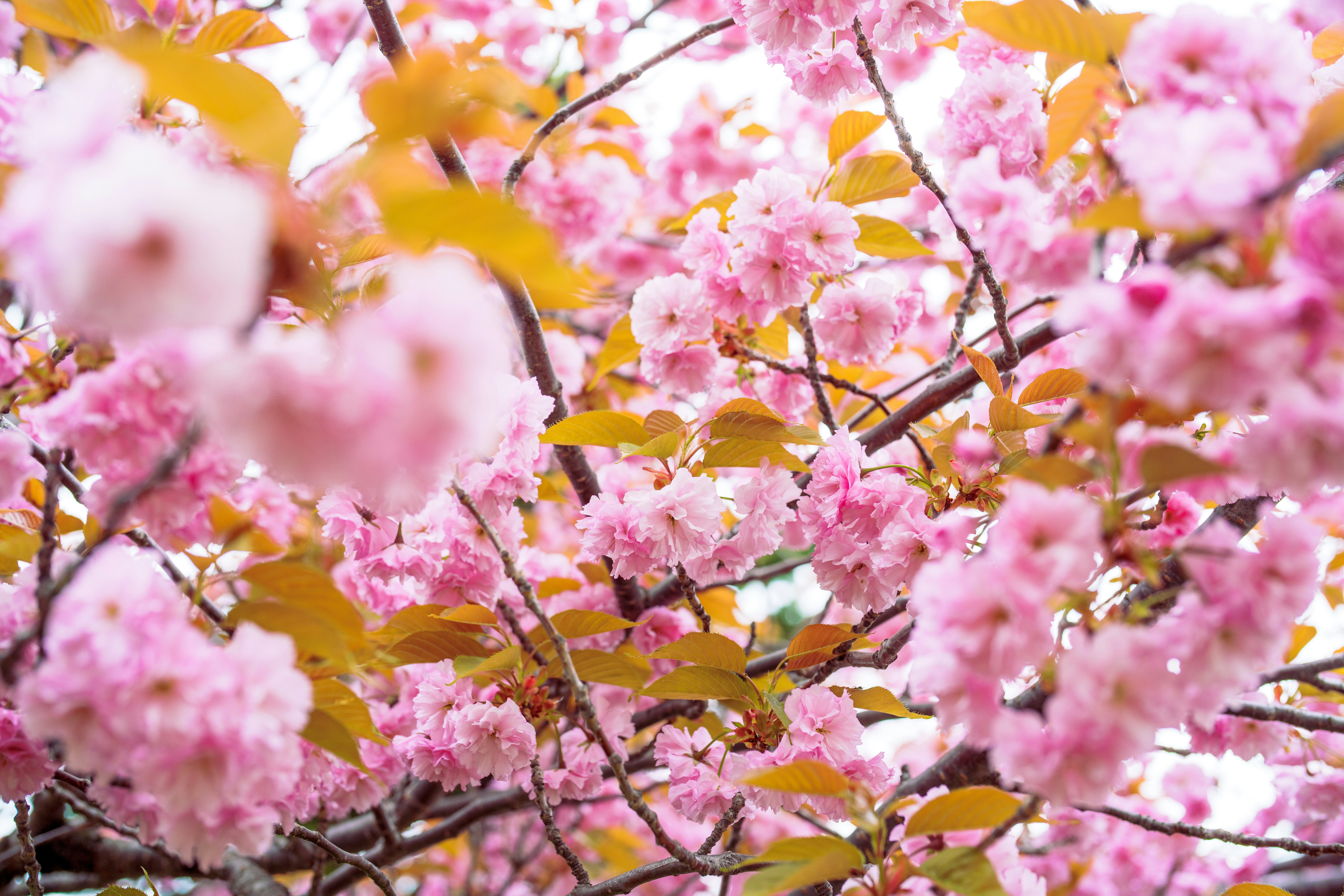 桃色の花が咲き乱れる枝のクローズアップ