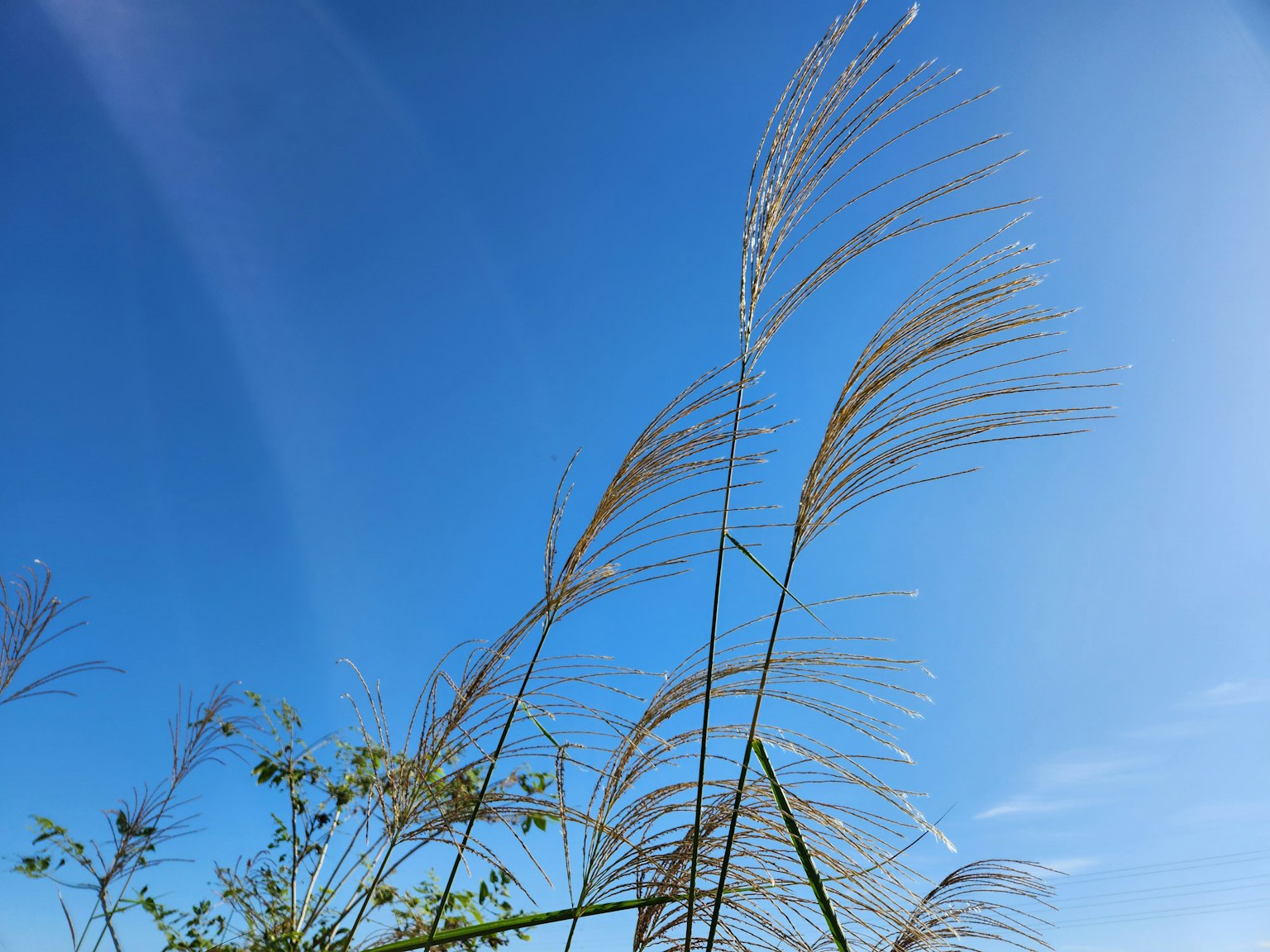 Spighe d'erba alte contro un cielo blu chiaro