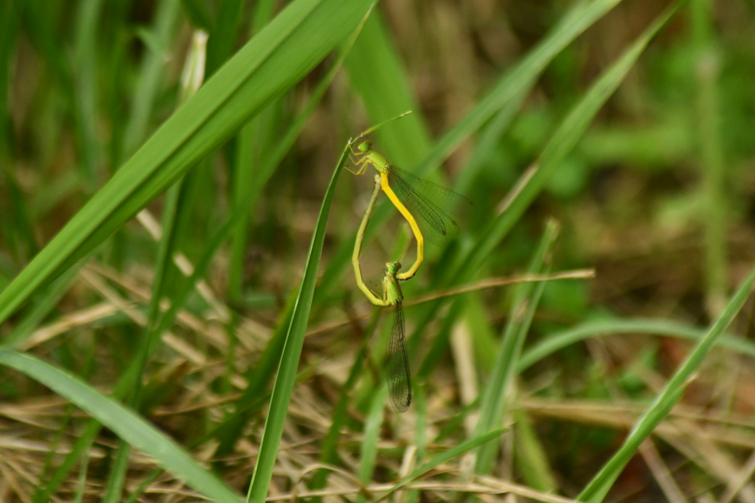Forme de plante jaune dans l'herbe verte