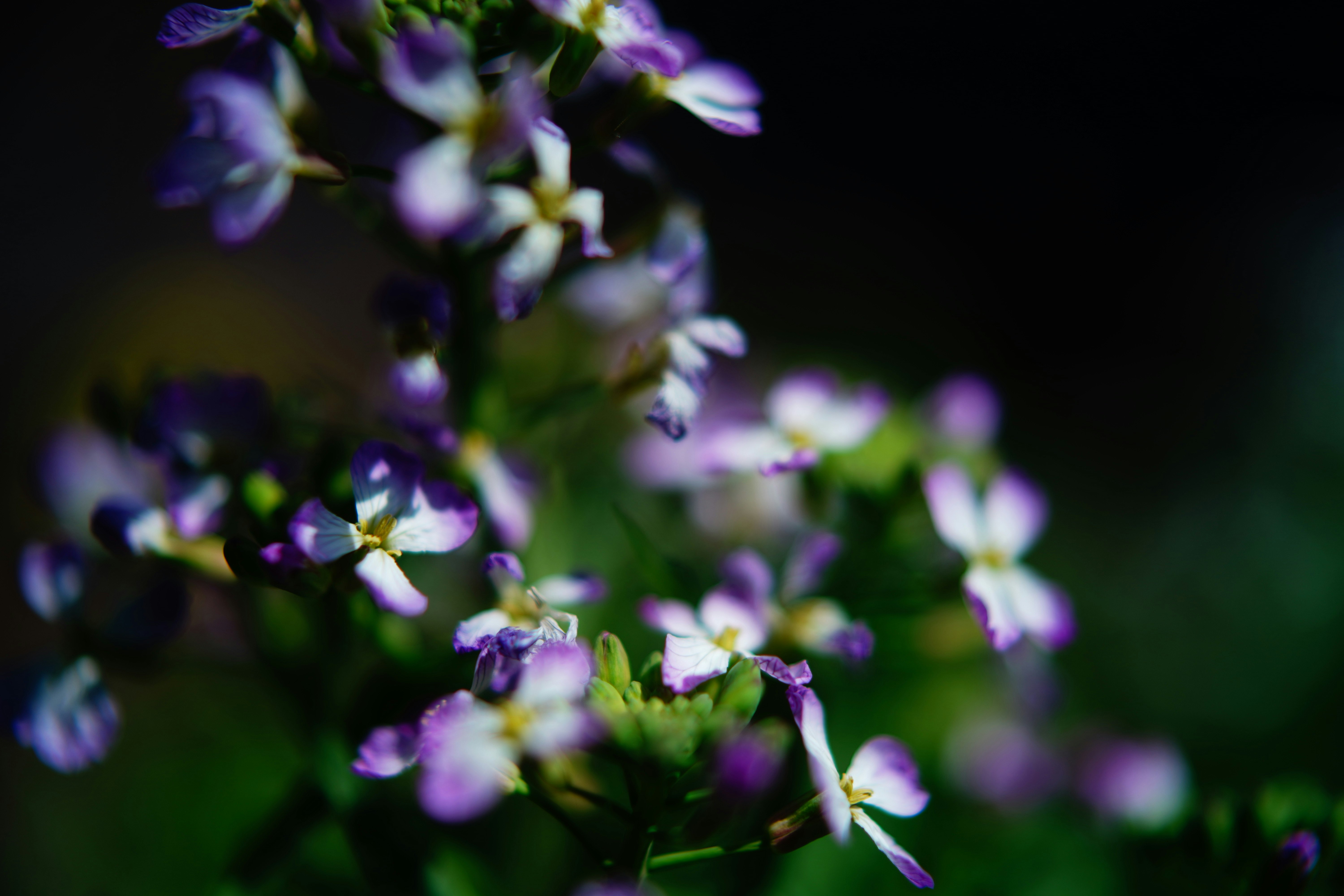 紫の花が咲く大根の花のマクロ画像