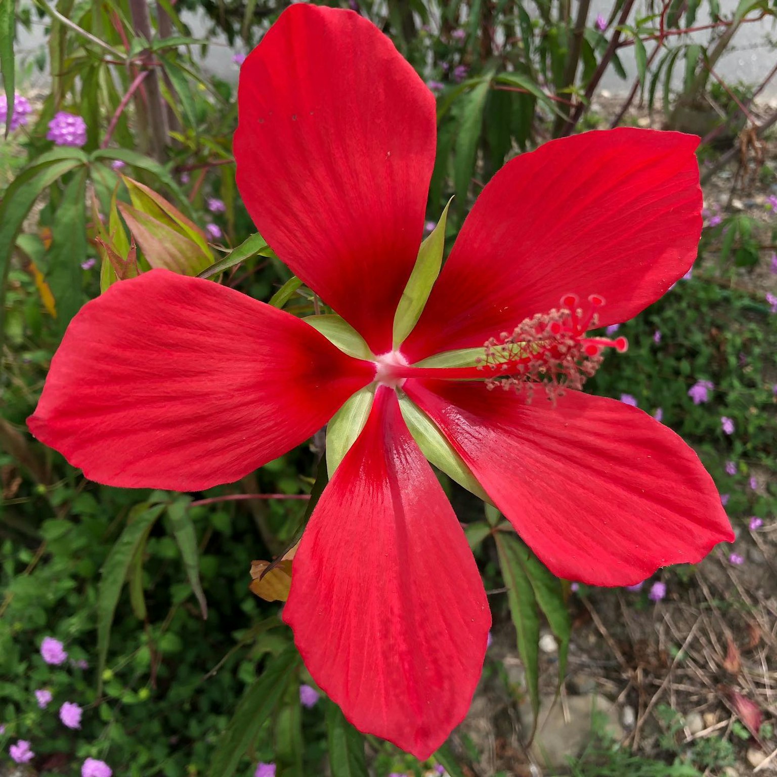 鲜艳的红色芙蓉花盛开，绿叶相伴