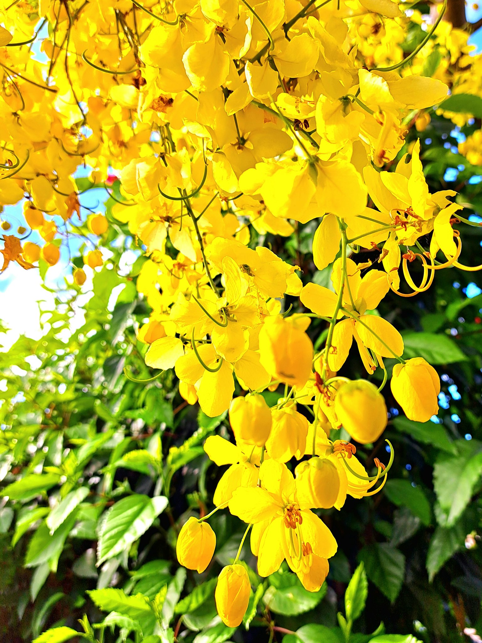 Fleurs jaunes vibrantes en fleurs en grappes