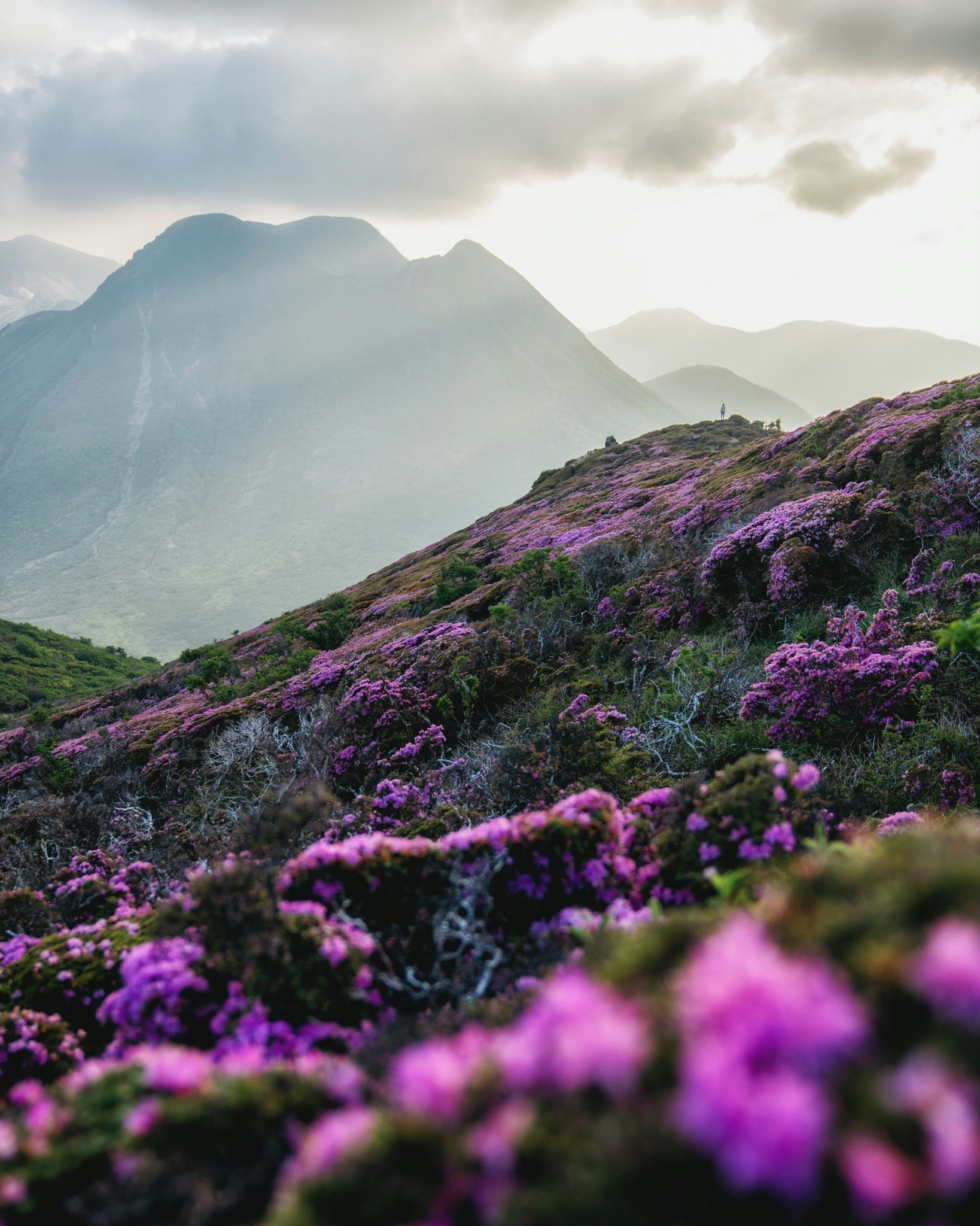 くじゅうの紫の花が咲く山の稜線と雲のかかった山並み