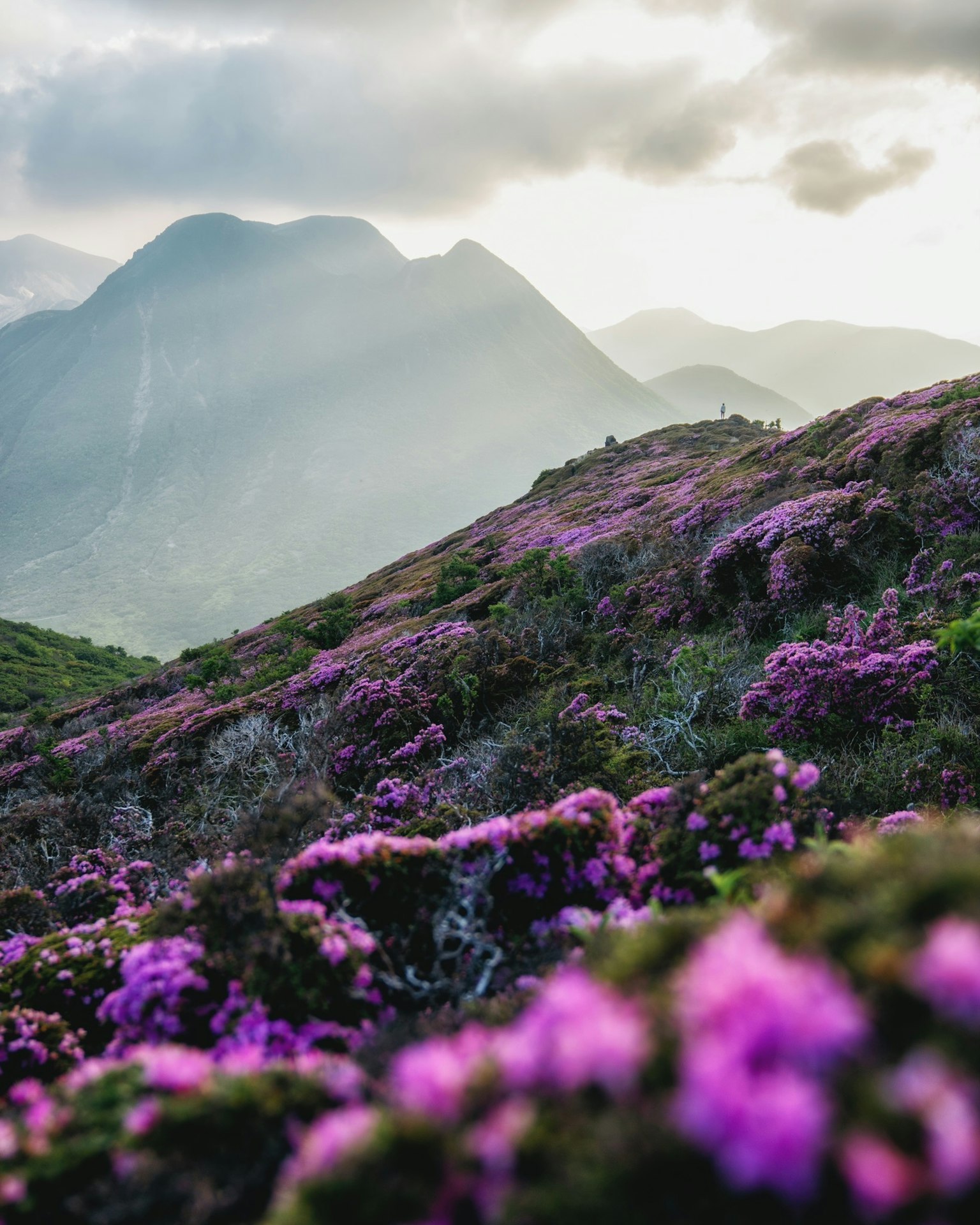 Hermoso paisaje con montañas y flores moradas en flor