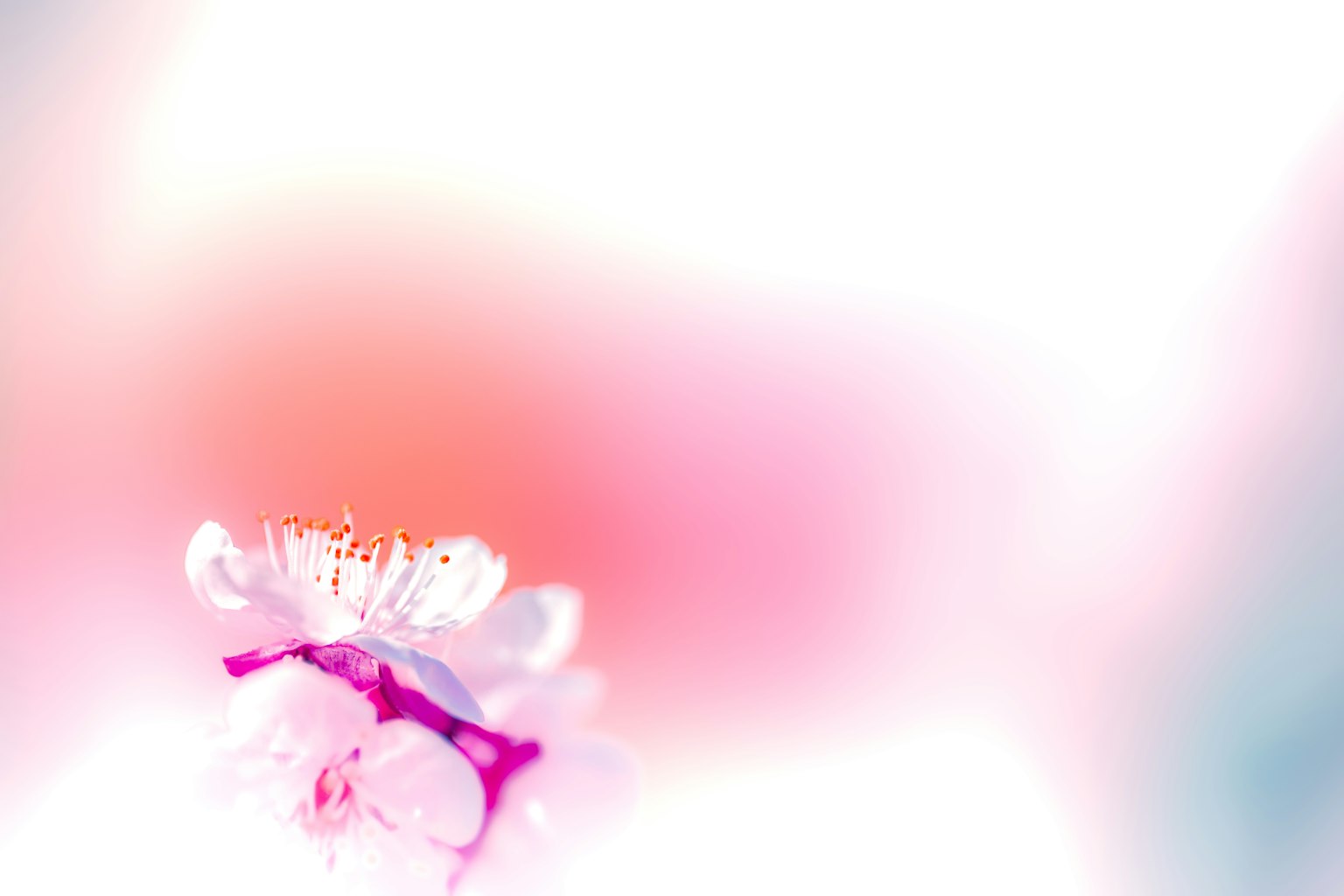 Gambar close-up bunga dengan warna lembut