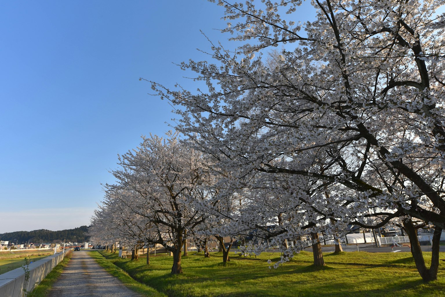 Weg gesäumt von Kirschbäumen unter blauem Himmel