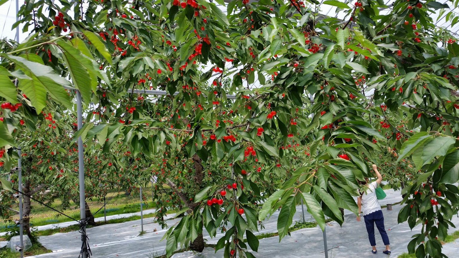 Kebun ceri dengan orang-orang yang memanen ceri dan pohon ceri merah