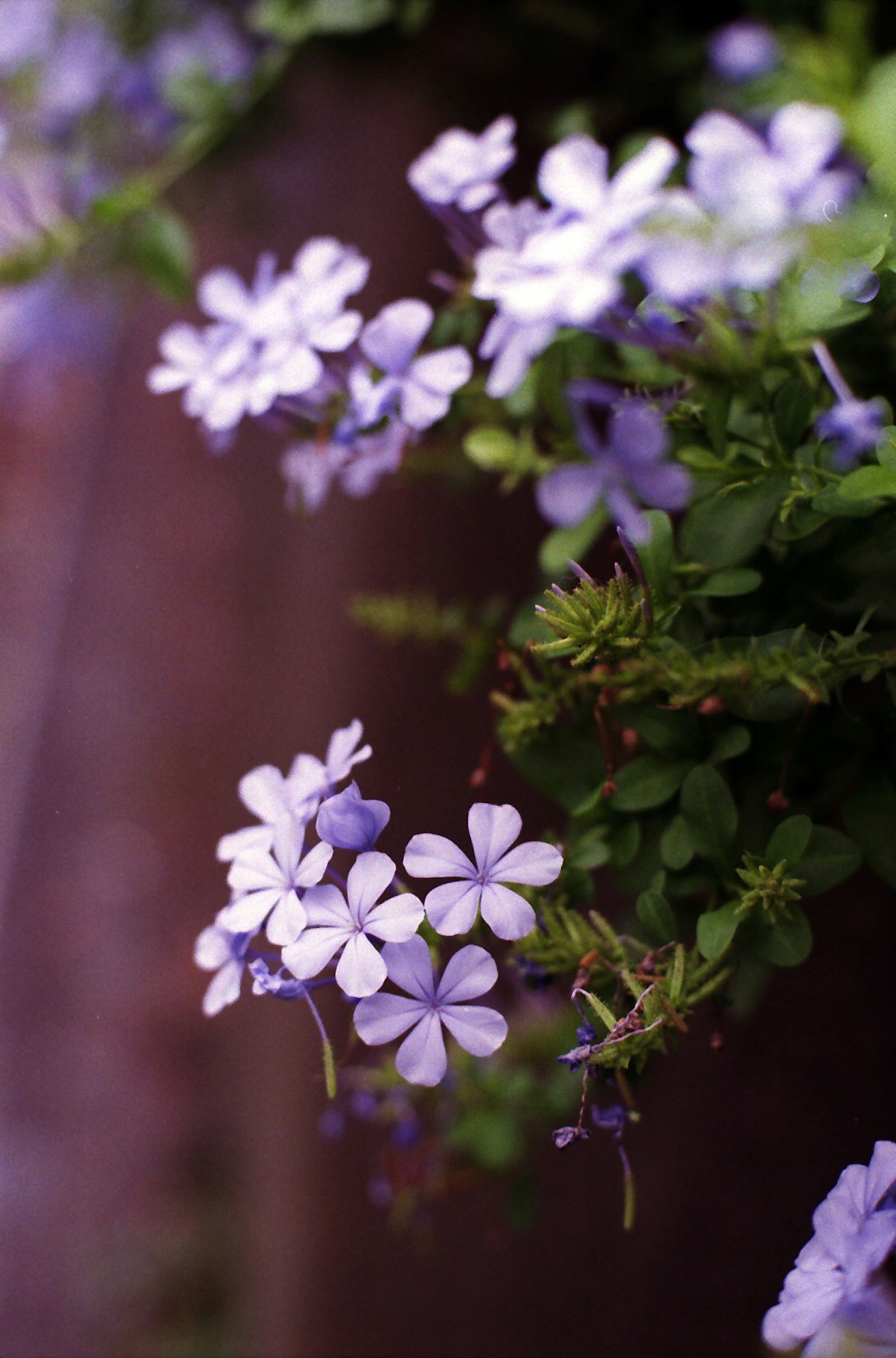 Primo piano di piccoli fiori viola che fioriscono su una pianta