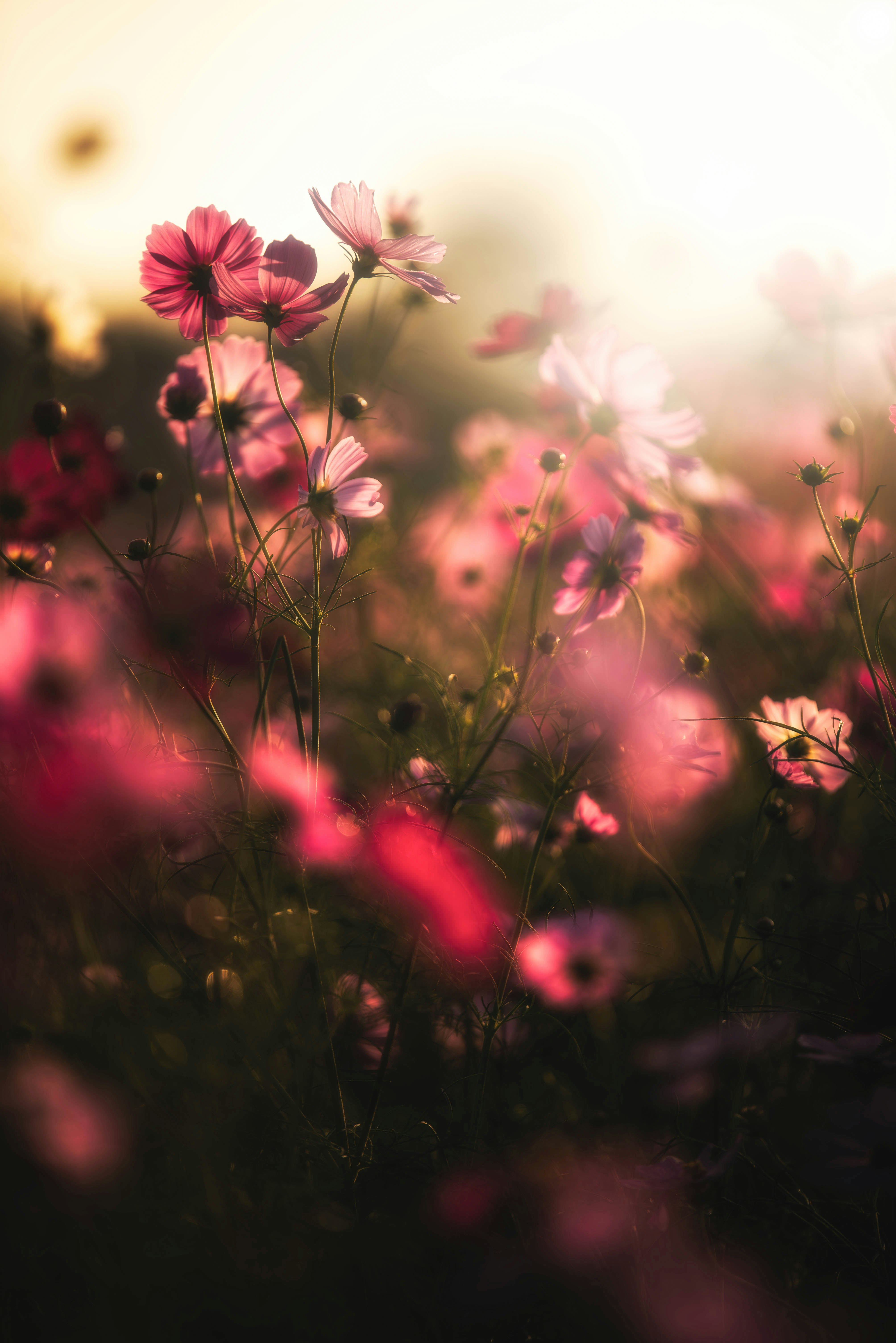 秋の花畑のピンクのコスモスが柔らかく咲く風景