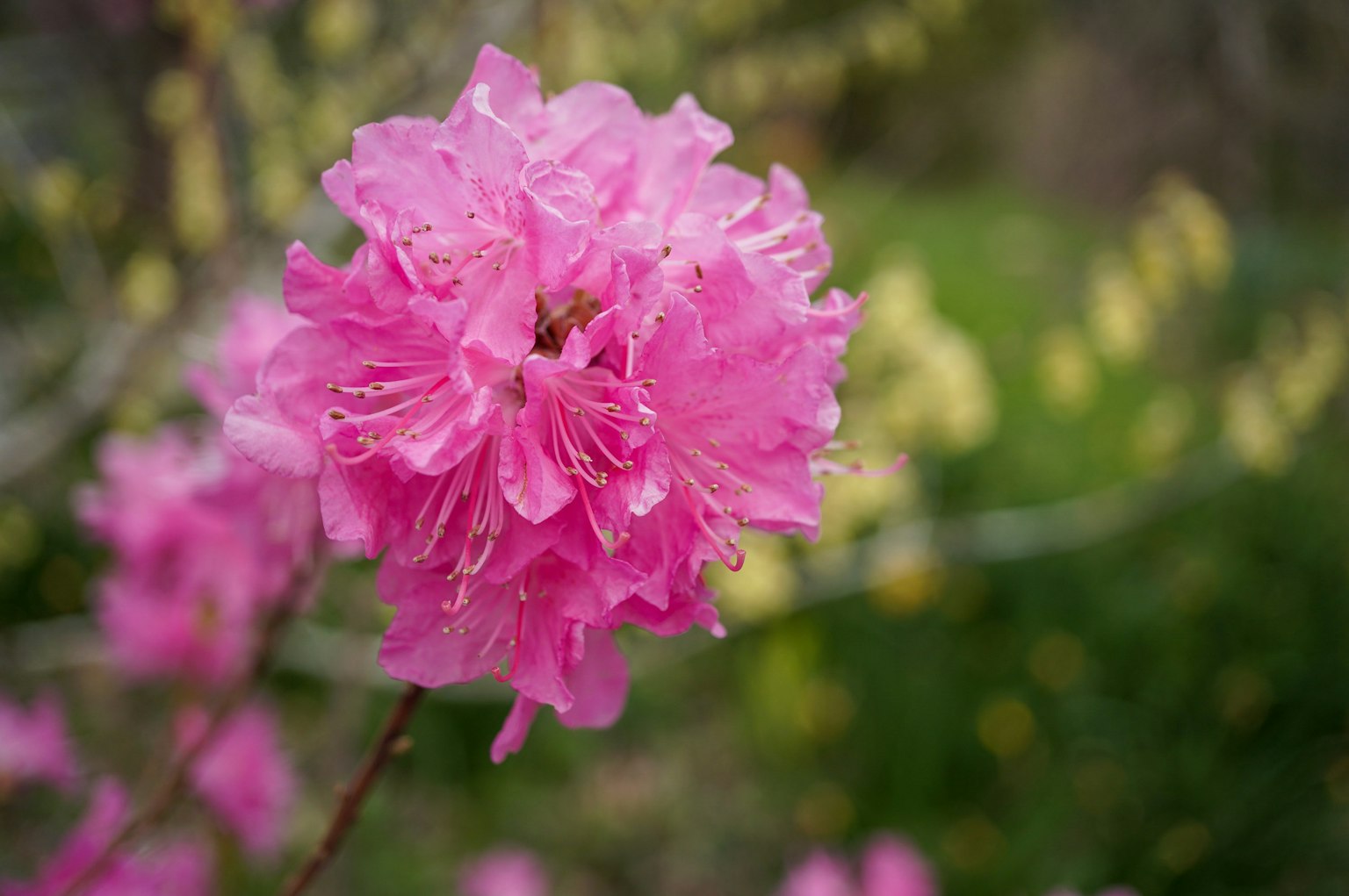 Primer plano de una flor rosa vibrante floreciendo en una rama