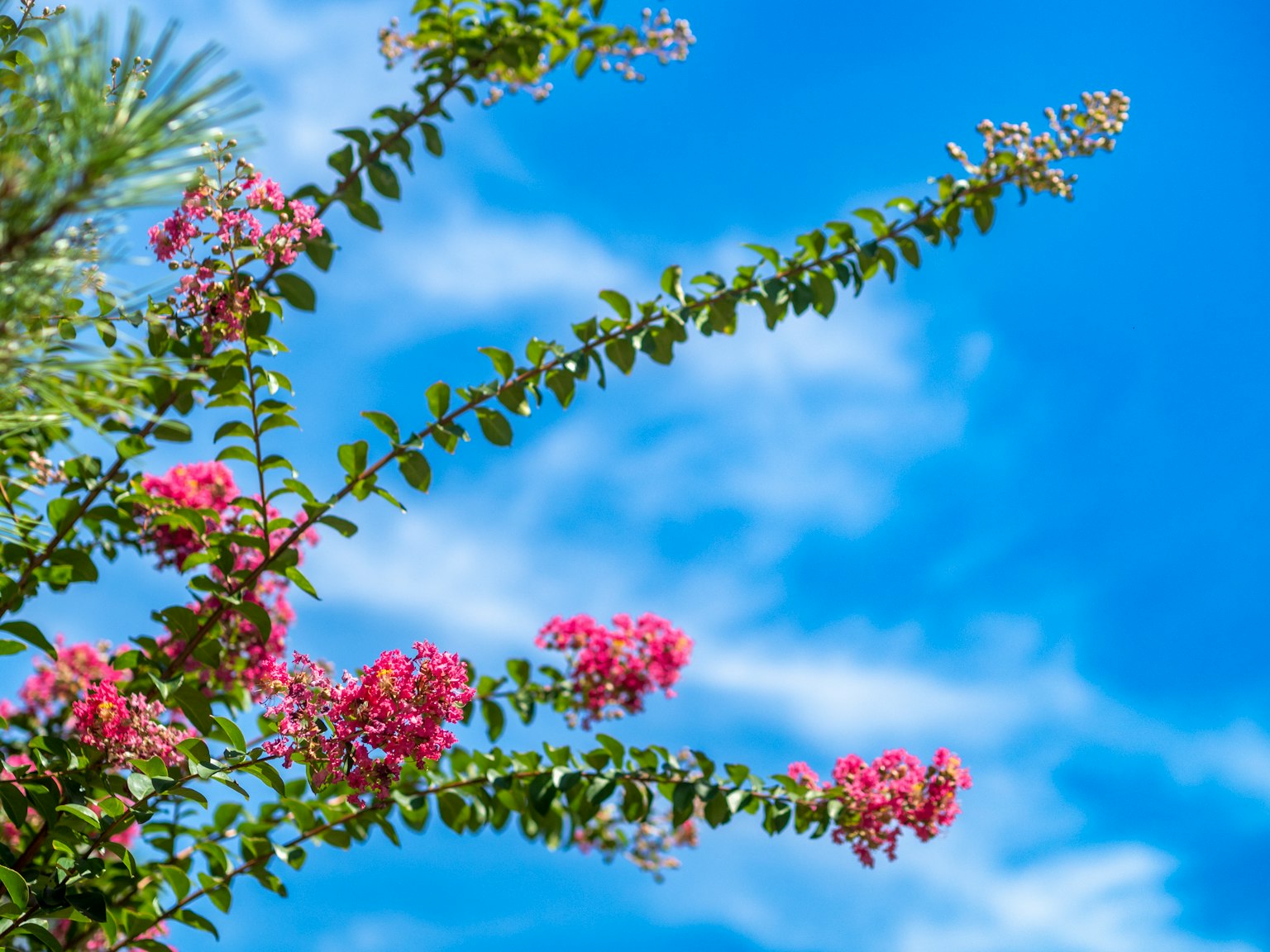 Äste mit rosa Blumen vor blauem Himmel