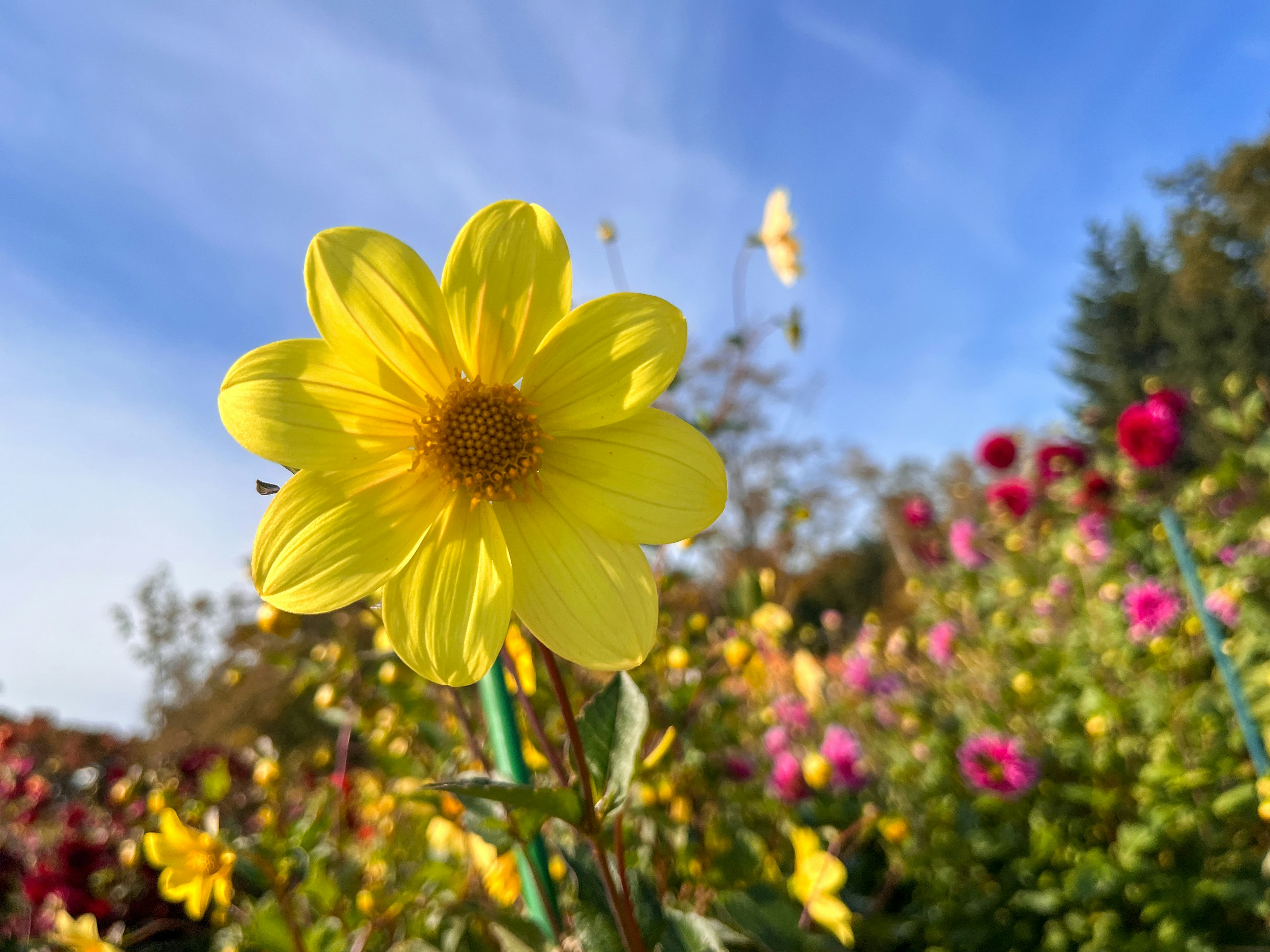 parterre de flores de jardín con flores amarillas desenfocadas