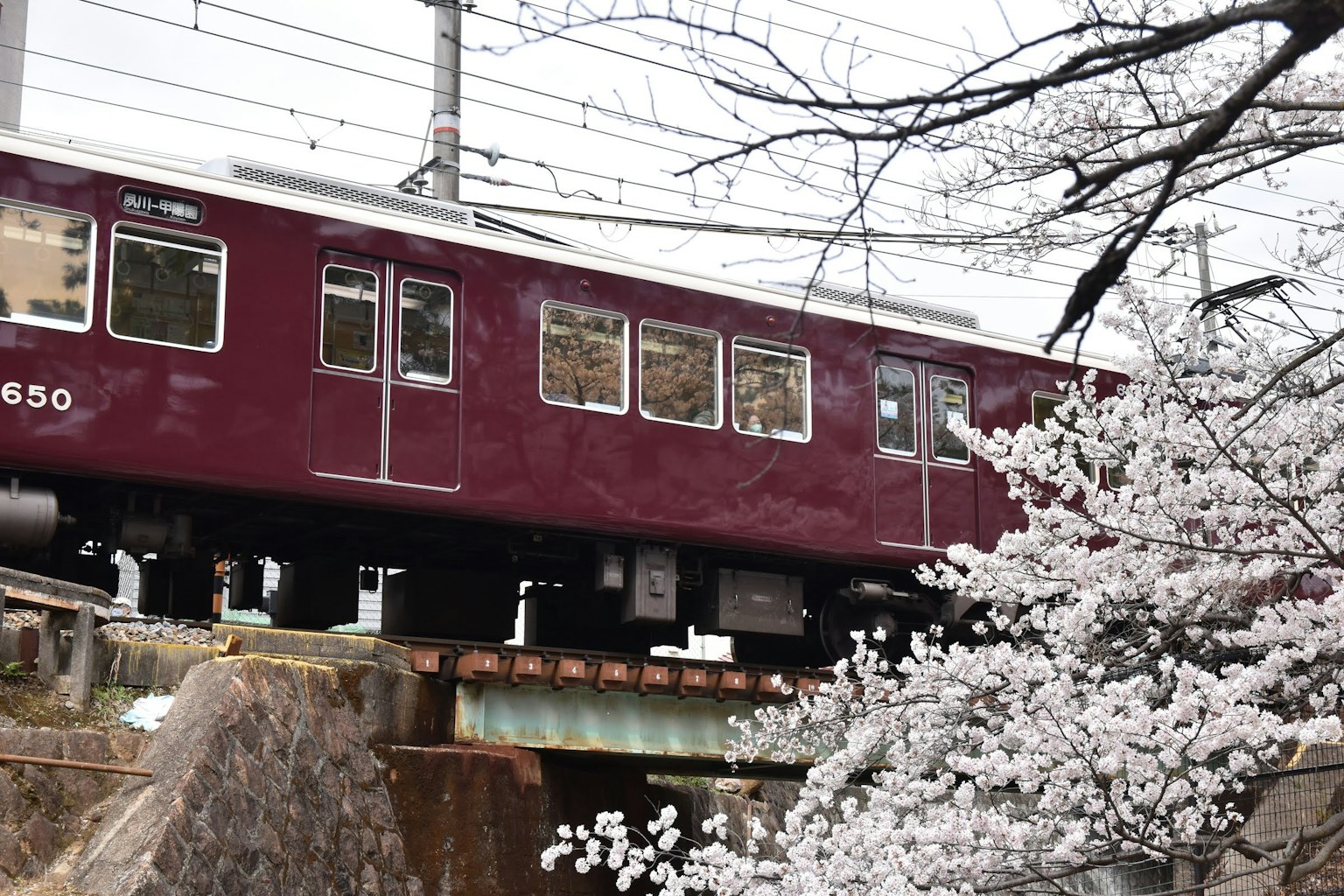 Gambar kereta merah yang lewat di depan bunga sakura