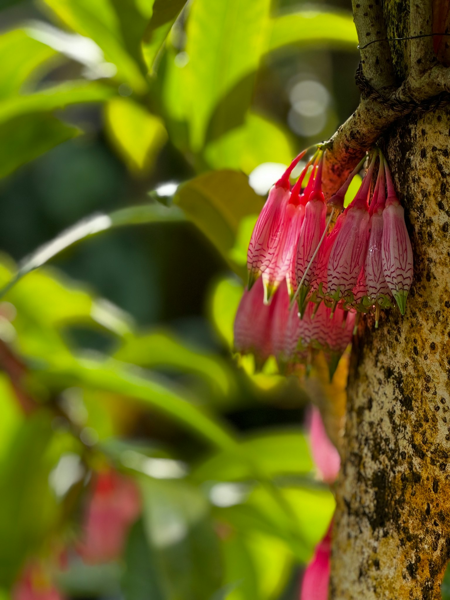 Vibrant pink flowers clustered on a tree trunk surrounded by green leaves