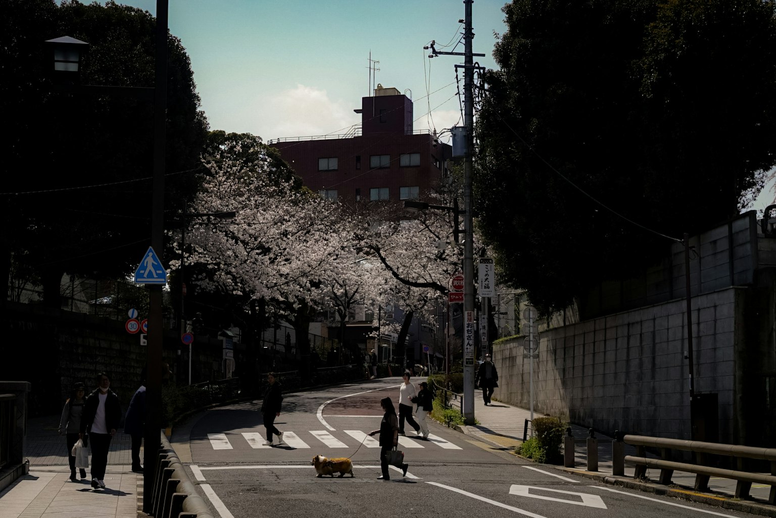 Orang-orang berjalan dengan anjing di sepanjang jalan yang dipenuhi pohon sakura