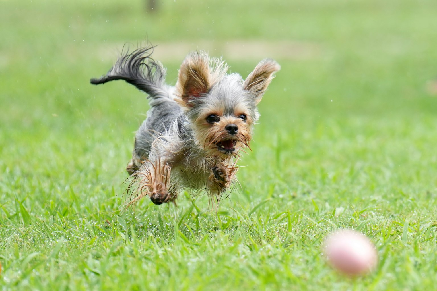 Kleiner Hund läuft über Gras und jagt einen Ball