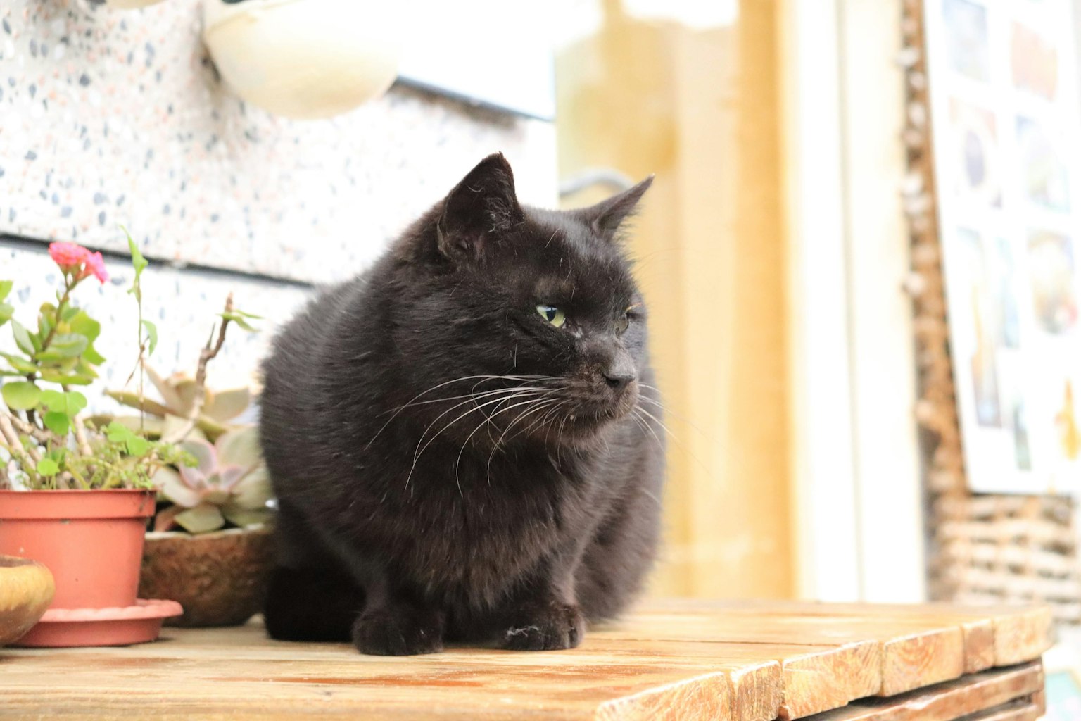 Eine schwarze Katze sitzt auf einem Holztisch