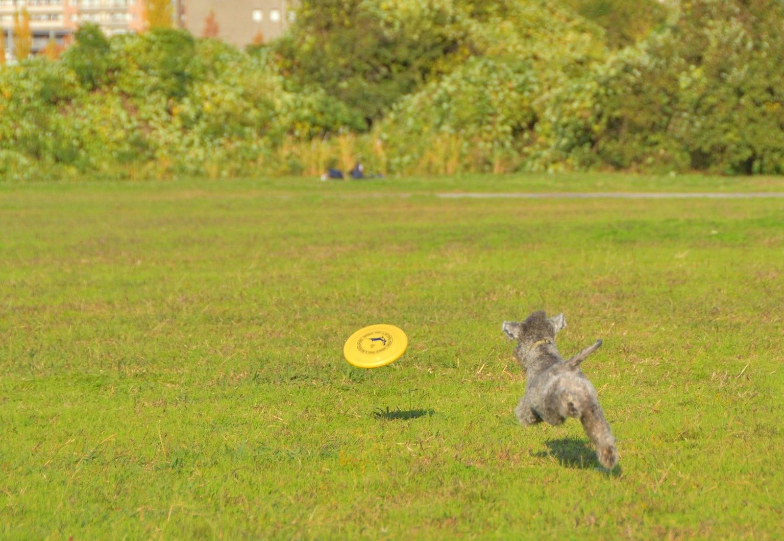 Un cane che insegue un frisbee in un parco verde