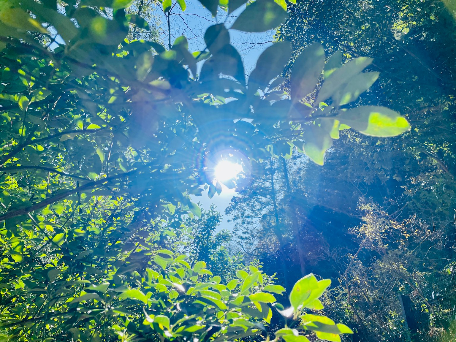 Luce solare brillante circondata da foglie verdi