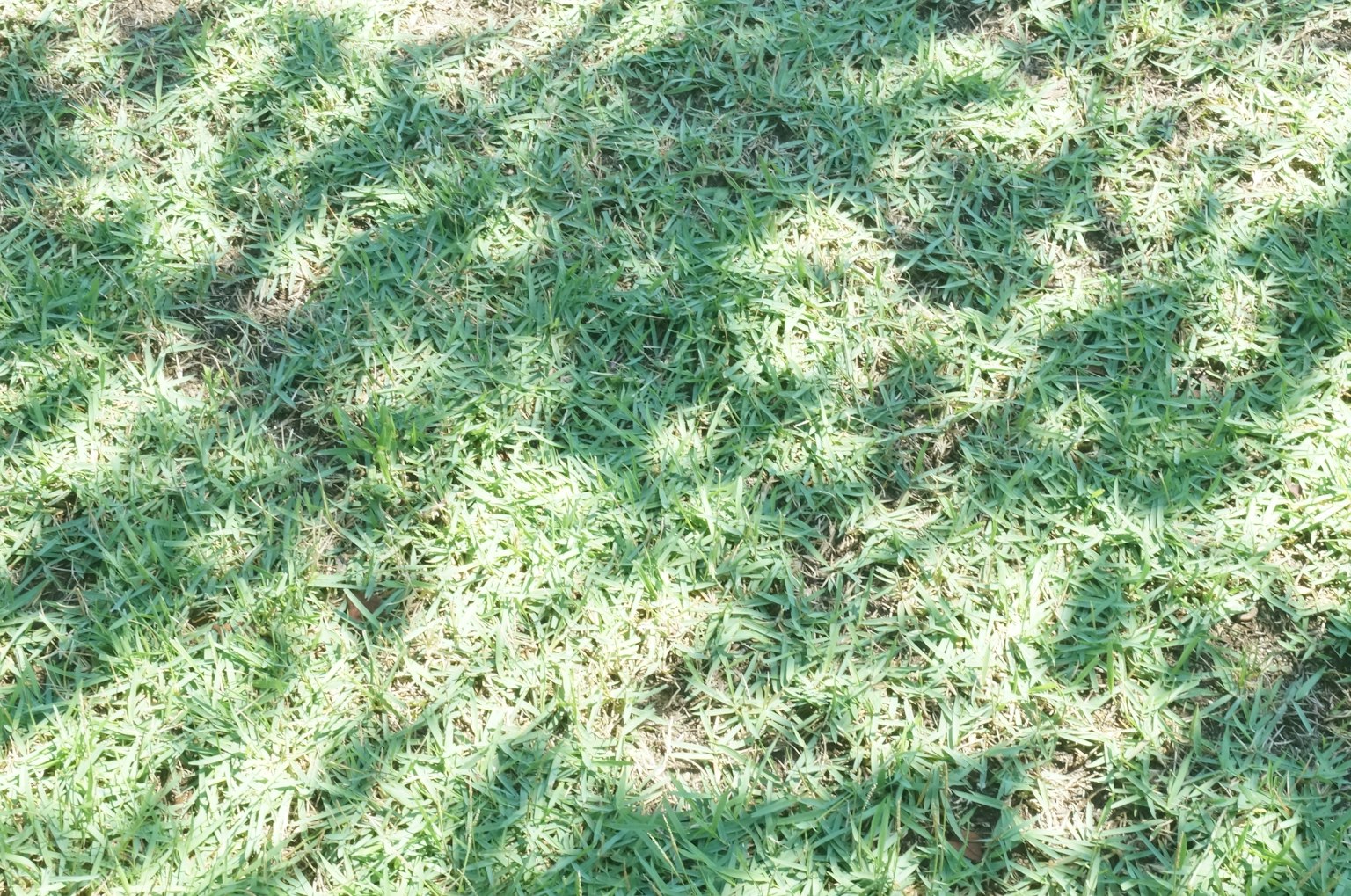 Muster von Schatten auf grünem Gras