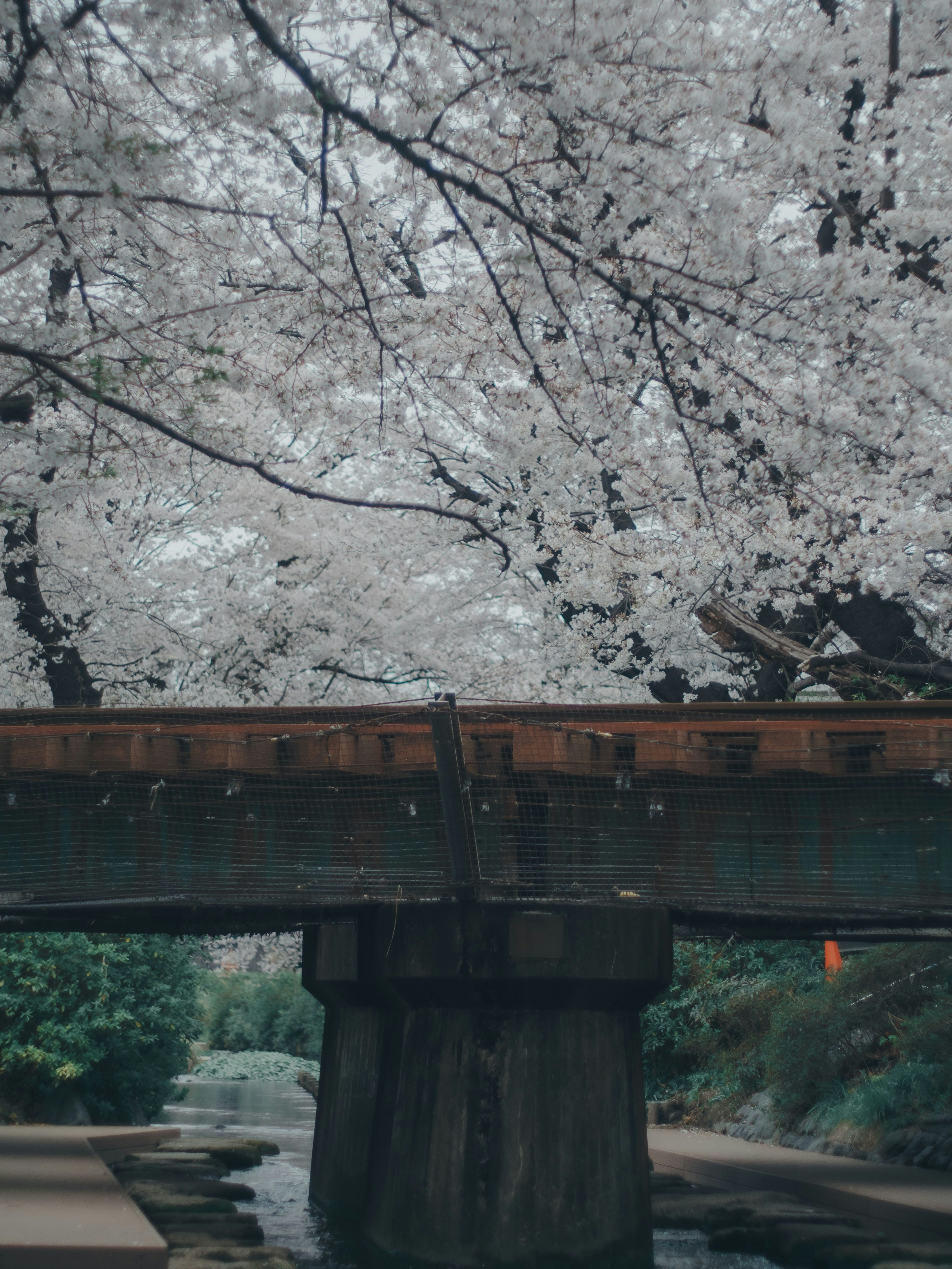 桜の枝と川沿いの古い橋のある風景
