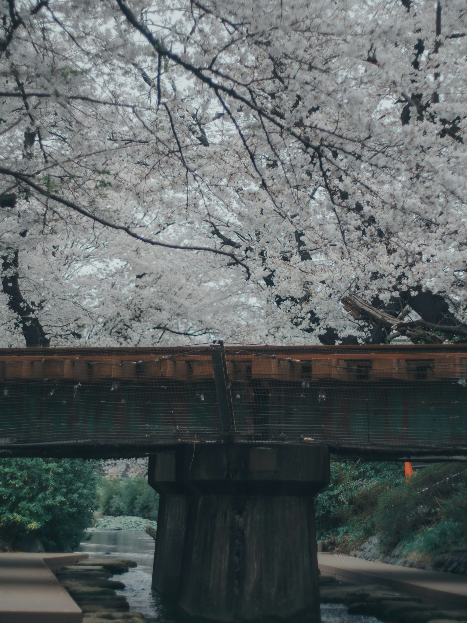 Vue pittoresque d'un pont sous des cerisiers en fleurs