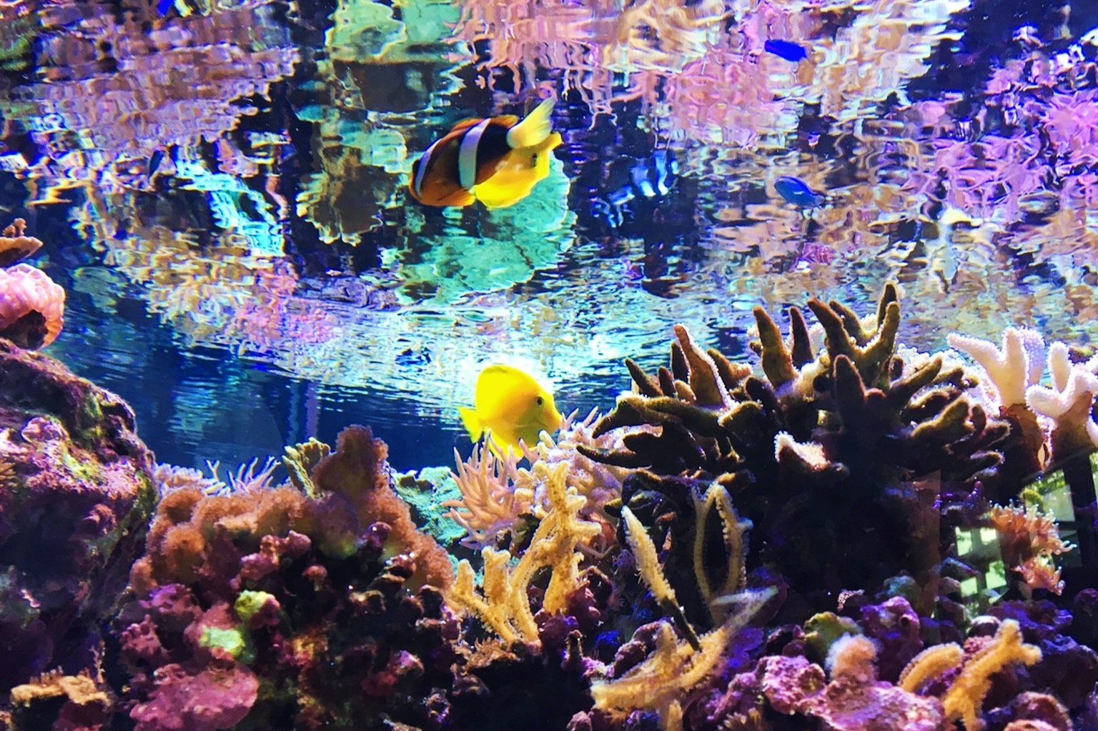 色彩斑斓的水下场景，充满了多彩的珊瑚和热带鱼