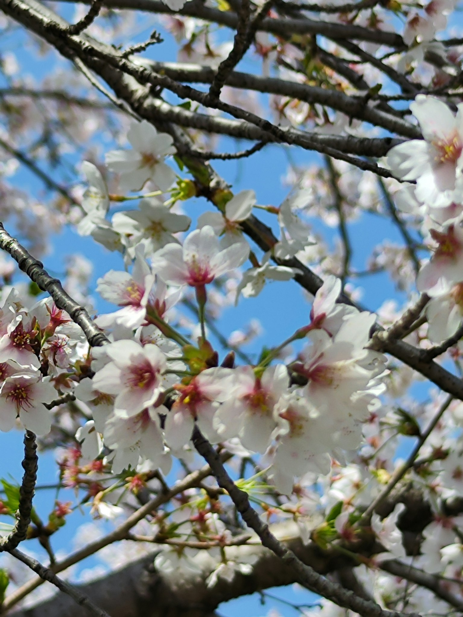 Close-up of cherry blossom flowers on branches